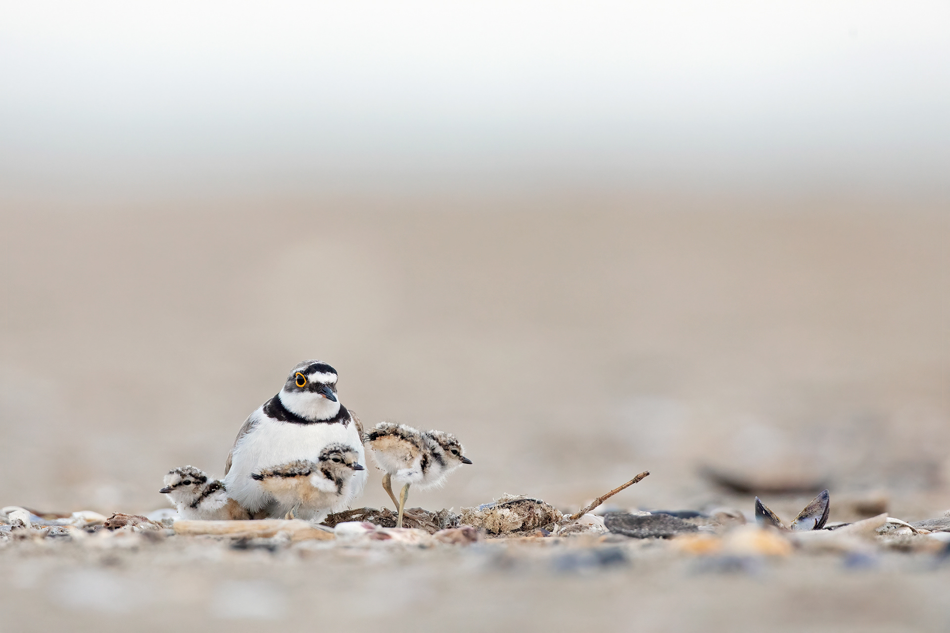 CORRIERE PICCOLO - Little Ringed Plover (Charadrius dubius) - Giulianova