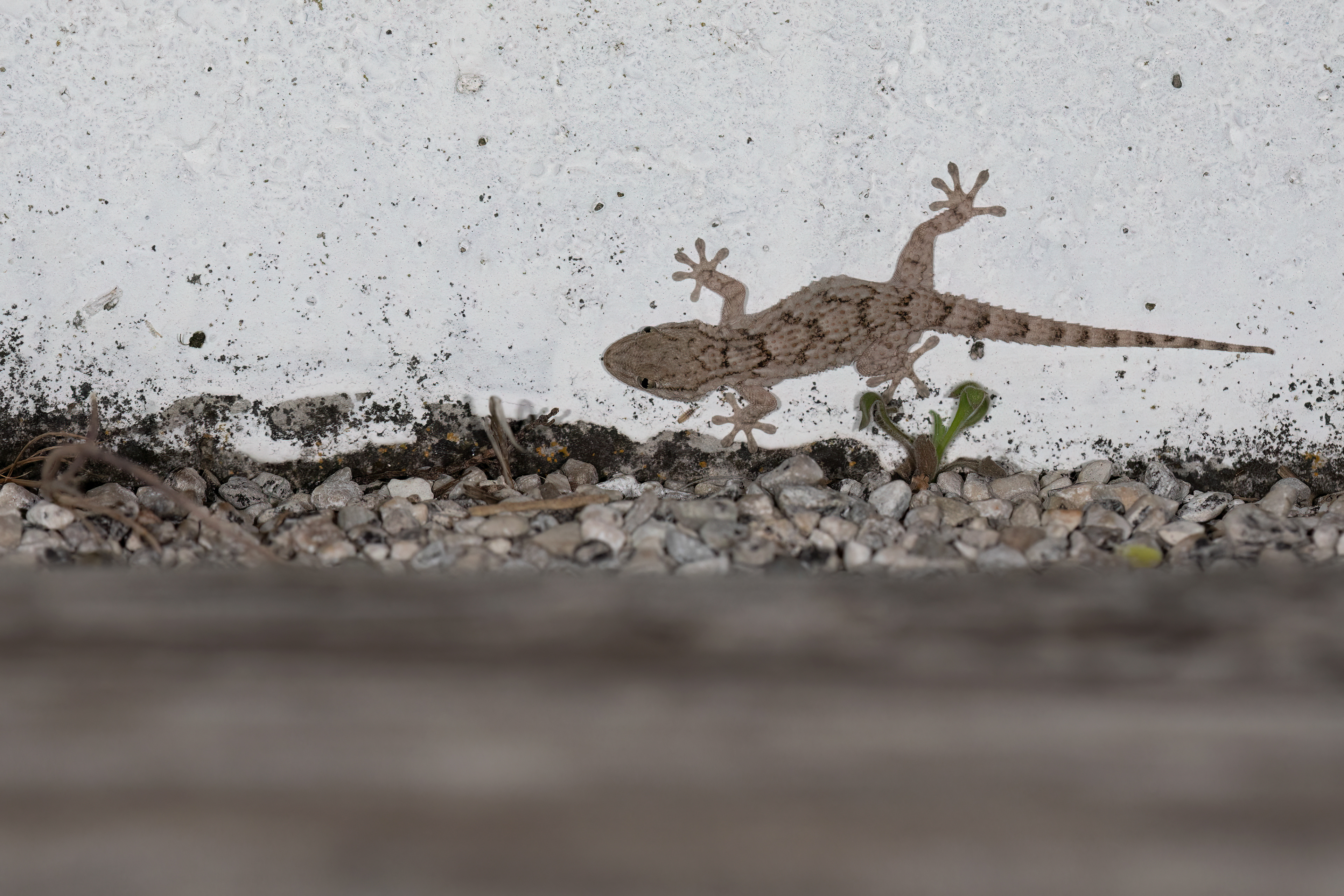 Geco comune (Tarentola mauritanica)