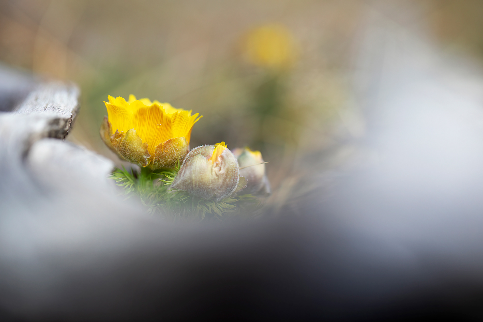 ADONIDE PRIMAVERILE (Adonis vernalis) - Gran Sasso-Laga National Park