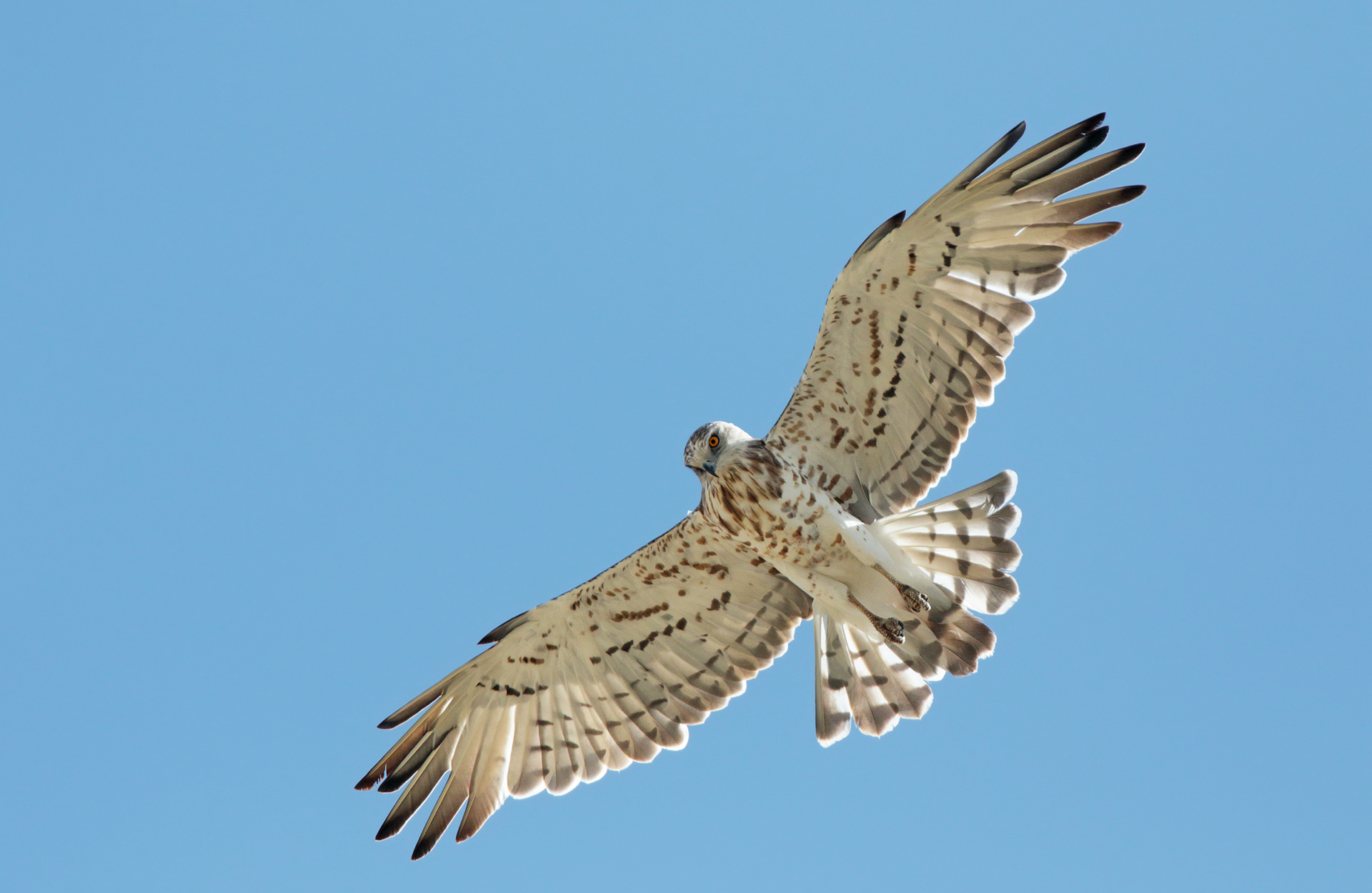 Biancone  - Short-toed Eagle (Circaetus gallicus)