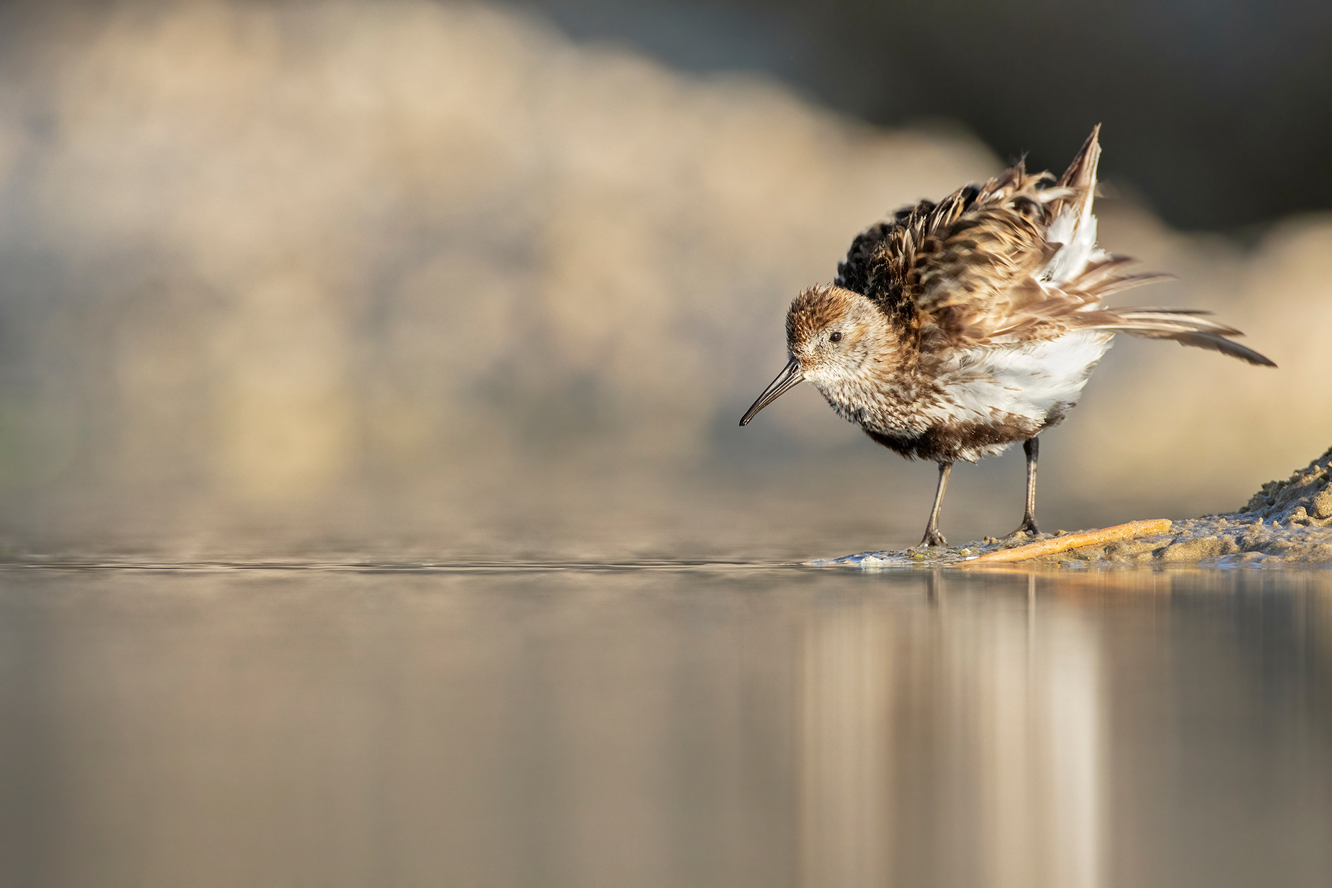 PIOVANELLO PANCIANERA - Dunlin (Calidris alpina) - Abruzzo