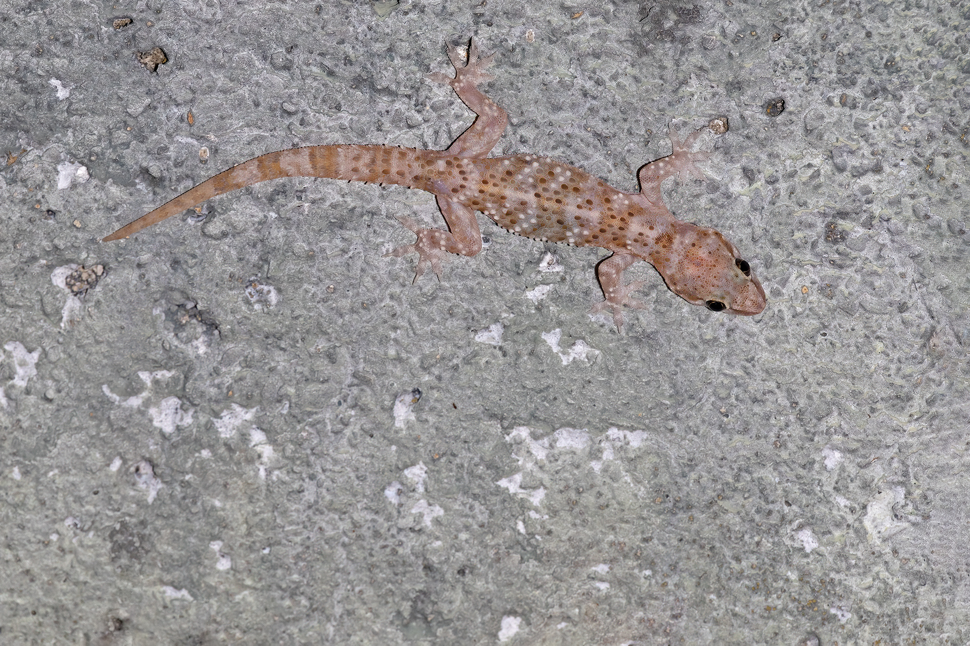 Geco verrucoso (Hemidactylus turcicus)