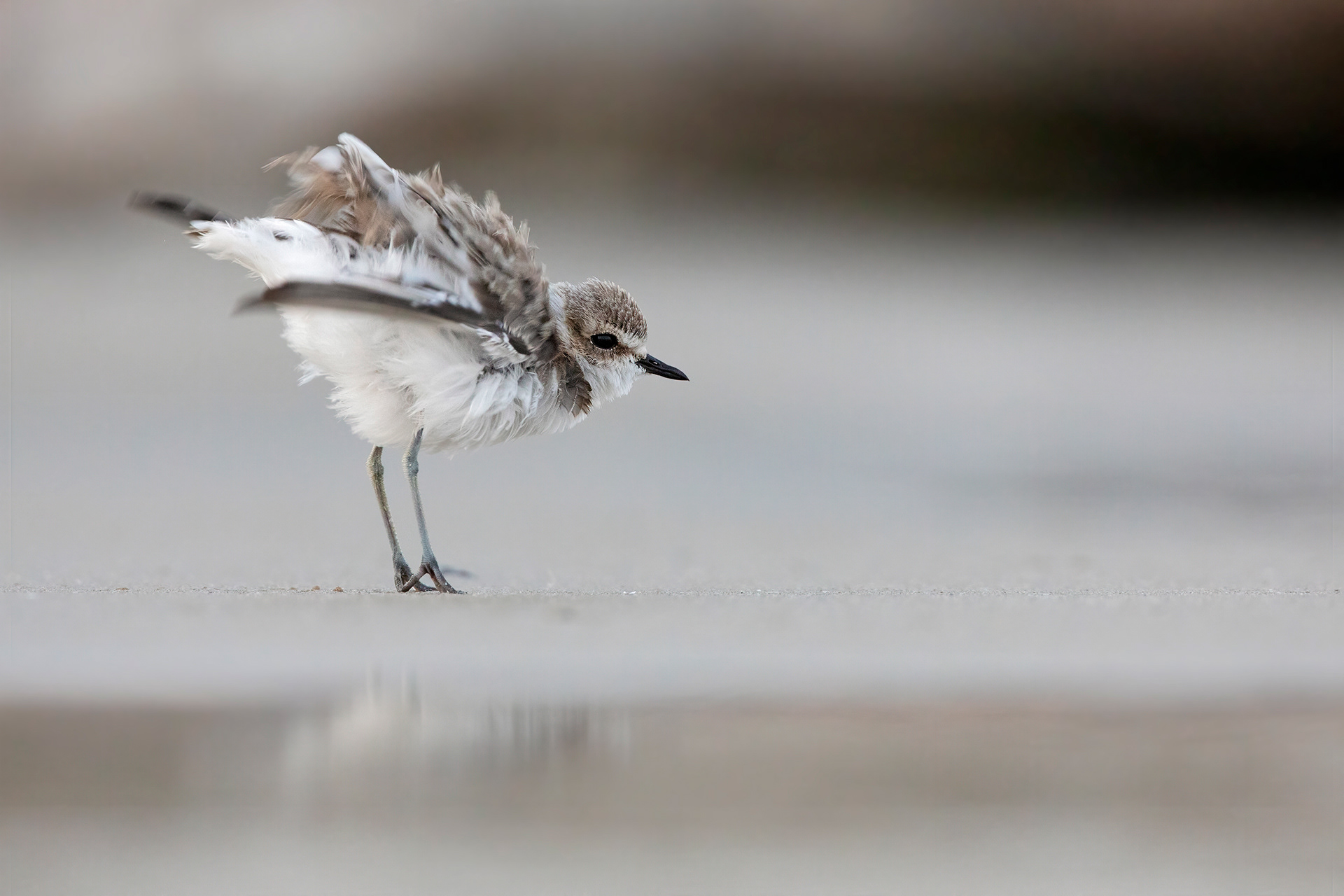 FRATINO - Kentish Plover (Charadrius alexandrinus) - Abruzzo