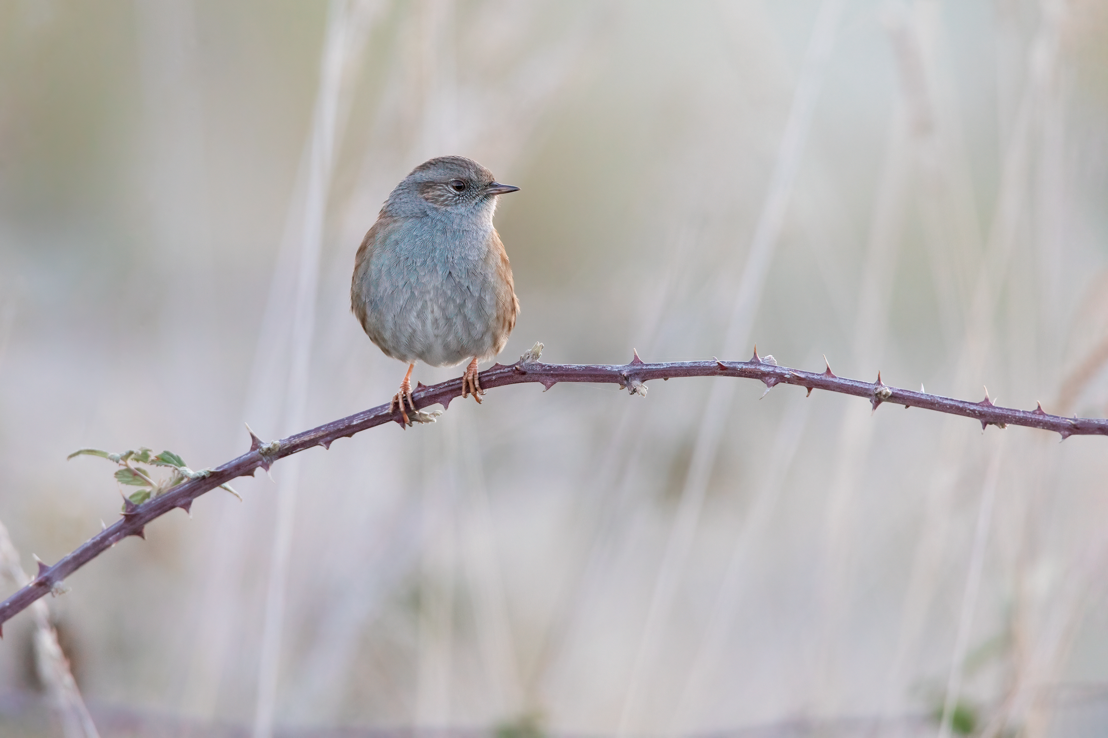 PASSERA SCOPAIOLA - Dunnock (Prunella modularis)