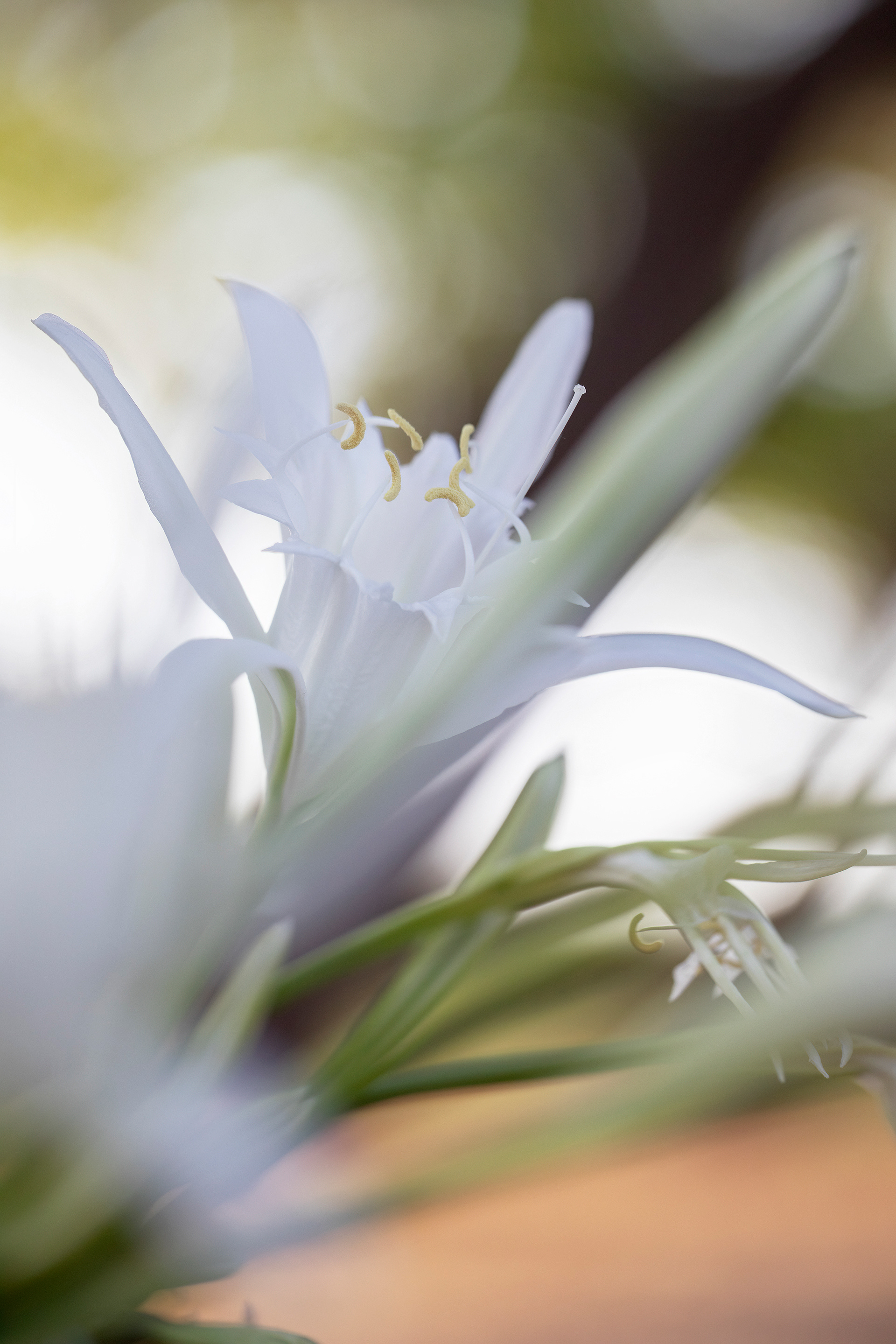 PANCRATIUM MARITIMUM - Giglio di mare 