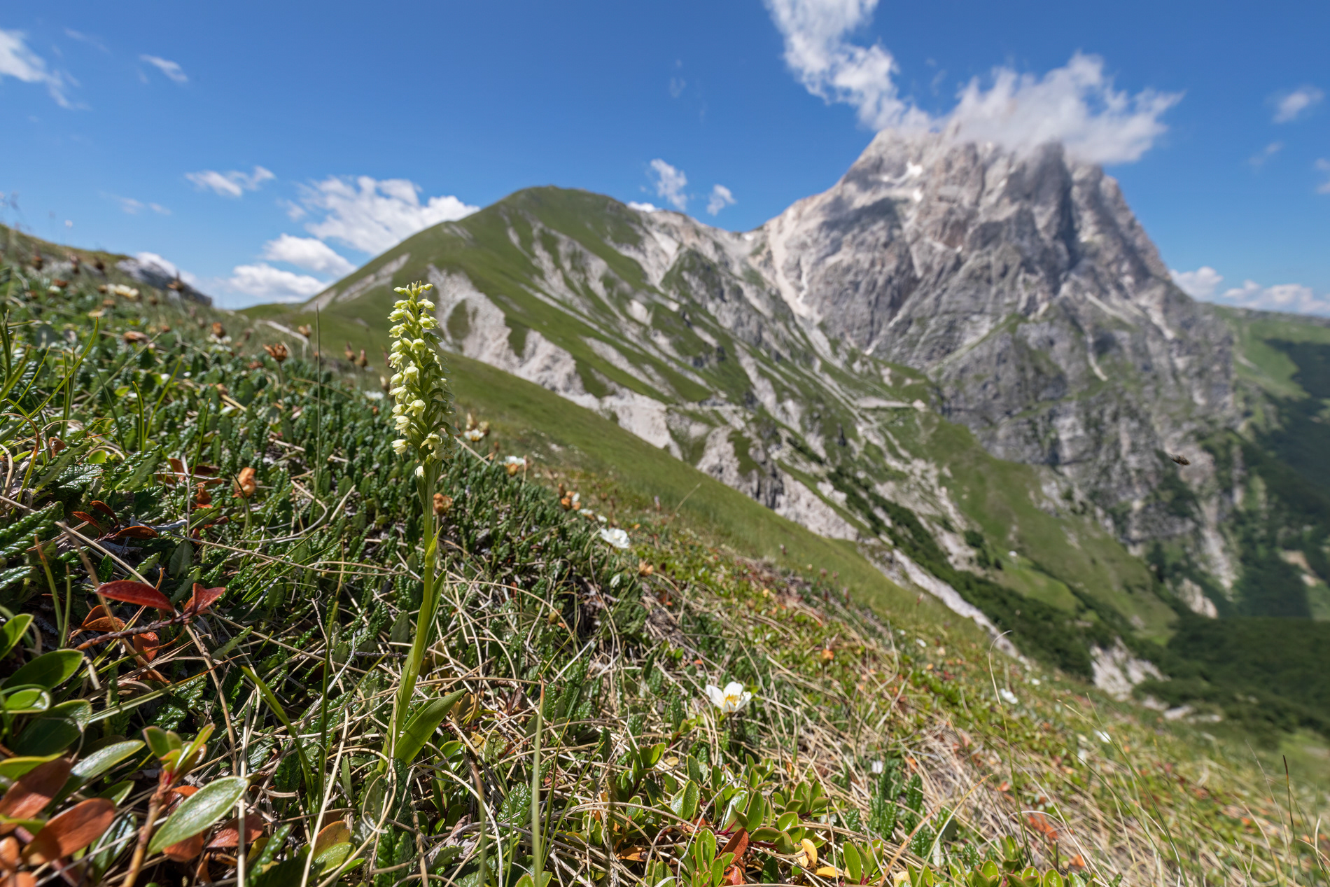 ORCHIDEA CANDIDA - Small-white Orchid (Pseudorchis albida) - Gran Sasso-Laga National Park