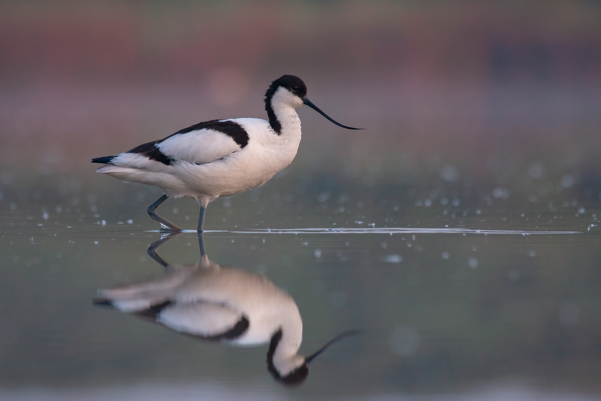 AVOCETTA - Pied Avocet (Recurvirostra avosetta) - Emilia Romagna