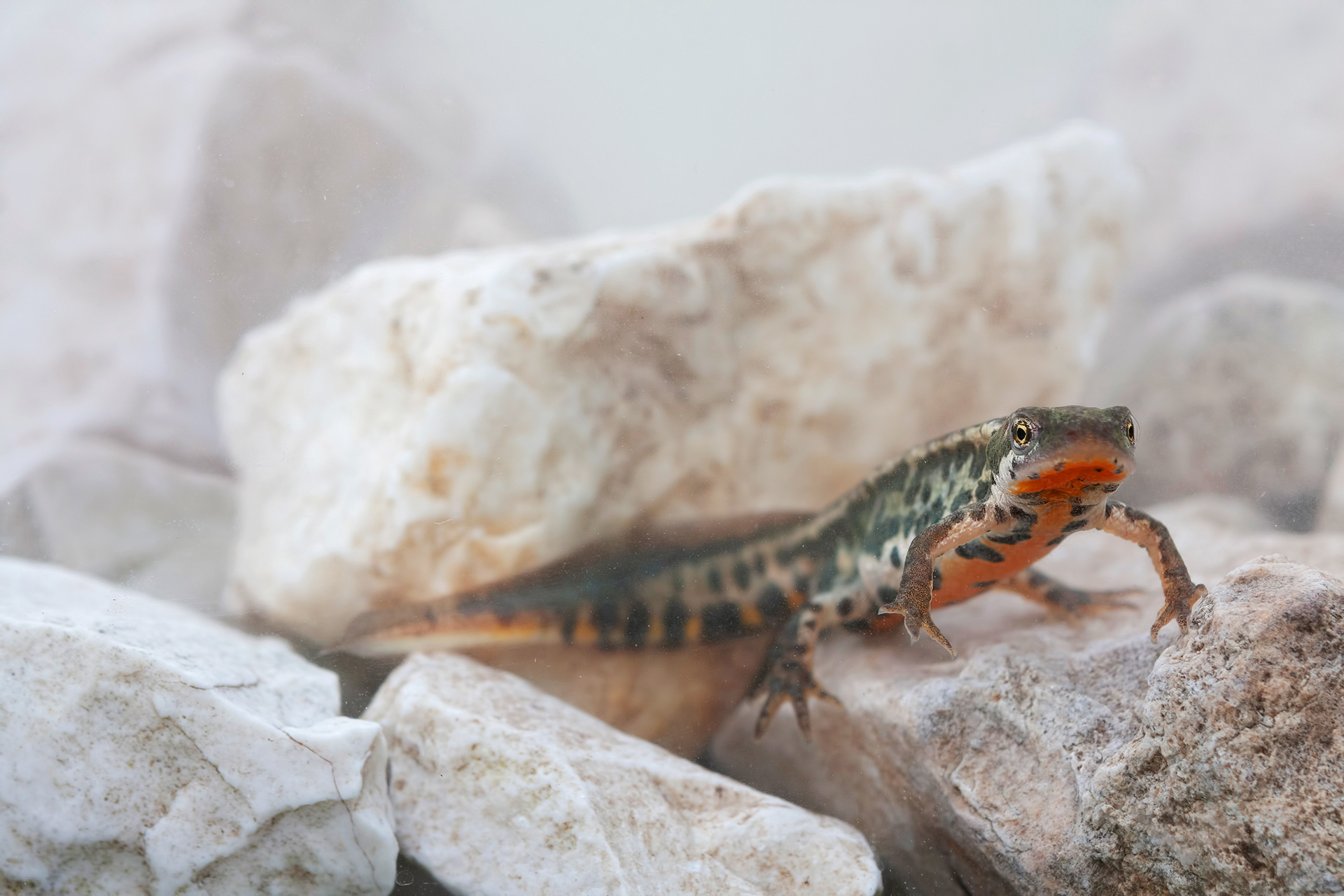 Tritone italiano (Lissotriton italicus)