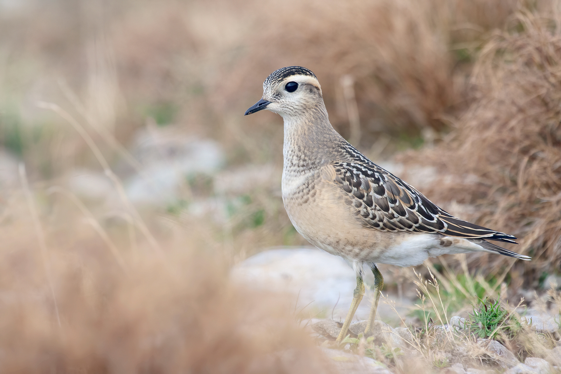 PIVIERE TORTOLINO - Dotterel (Charadrius morinellus) - Emilia Romagna
