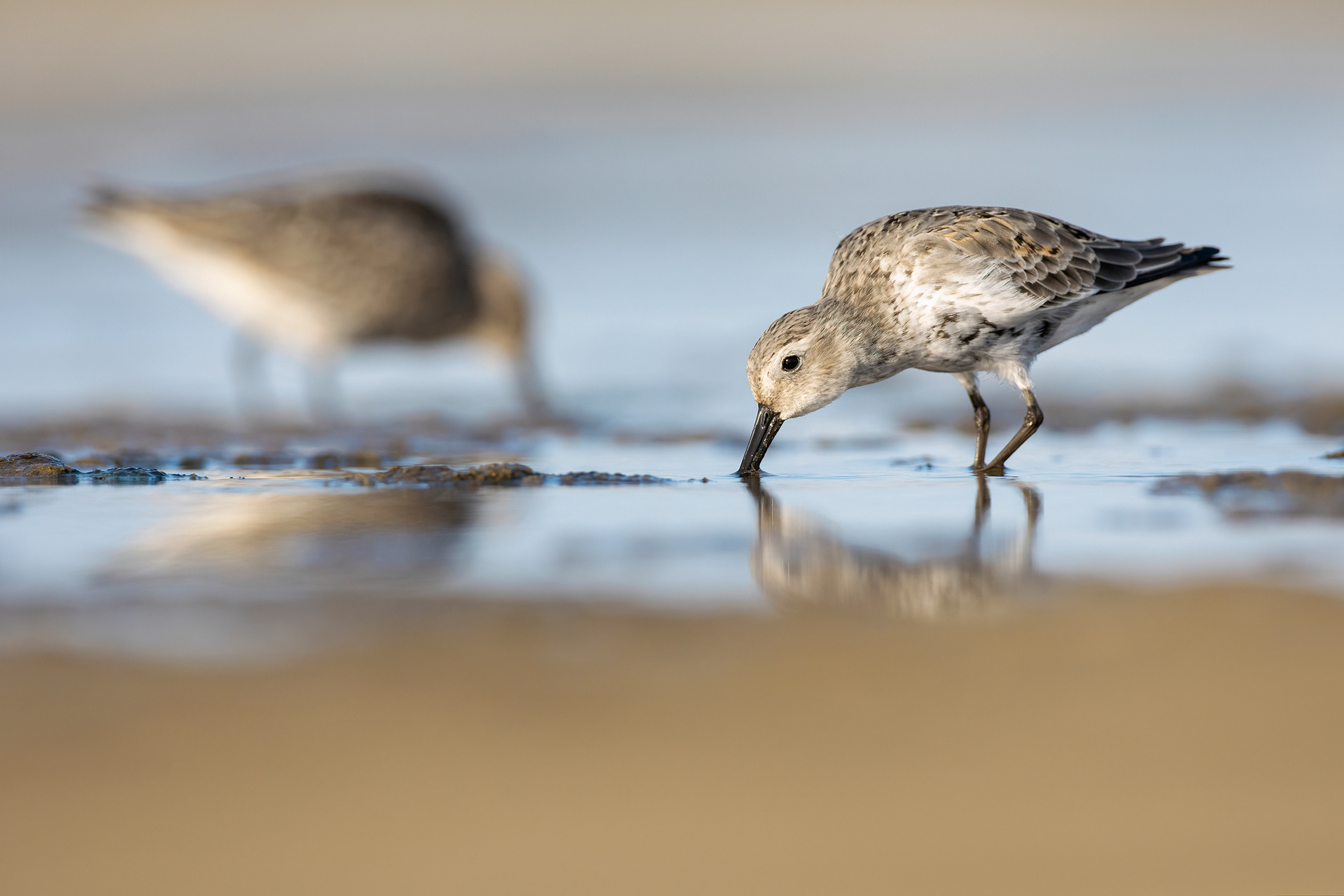 PIOVANELLO PANCIANERA - Dunlin (Calidris alpina) - Abruzzo