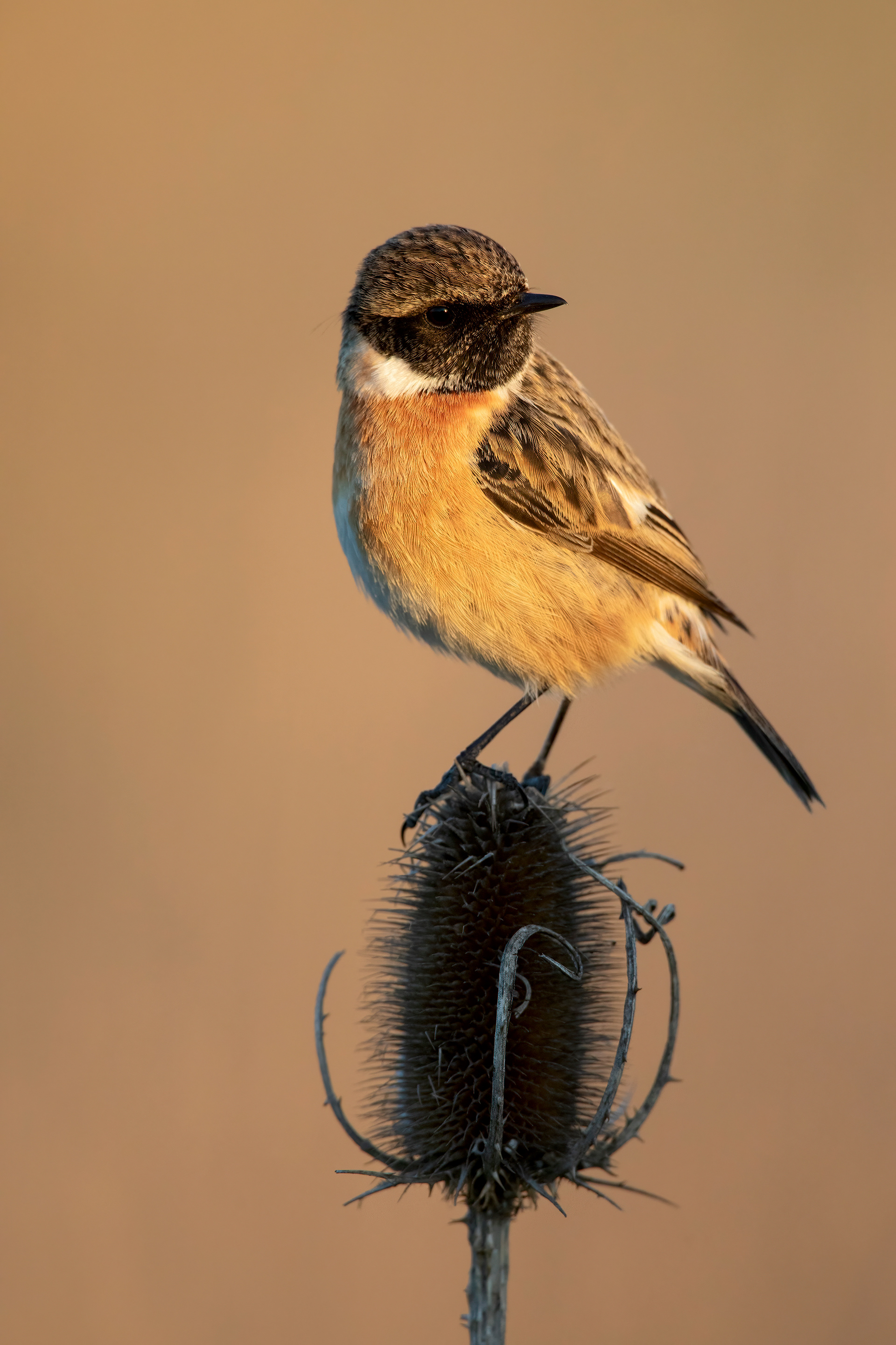 SALTIMPALO - Stonechat (Saxicola torquata)