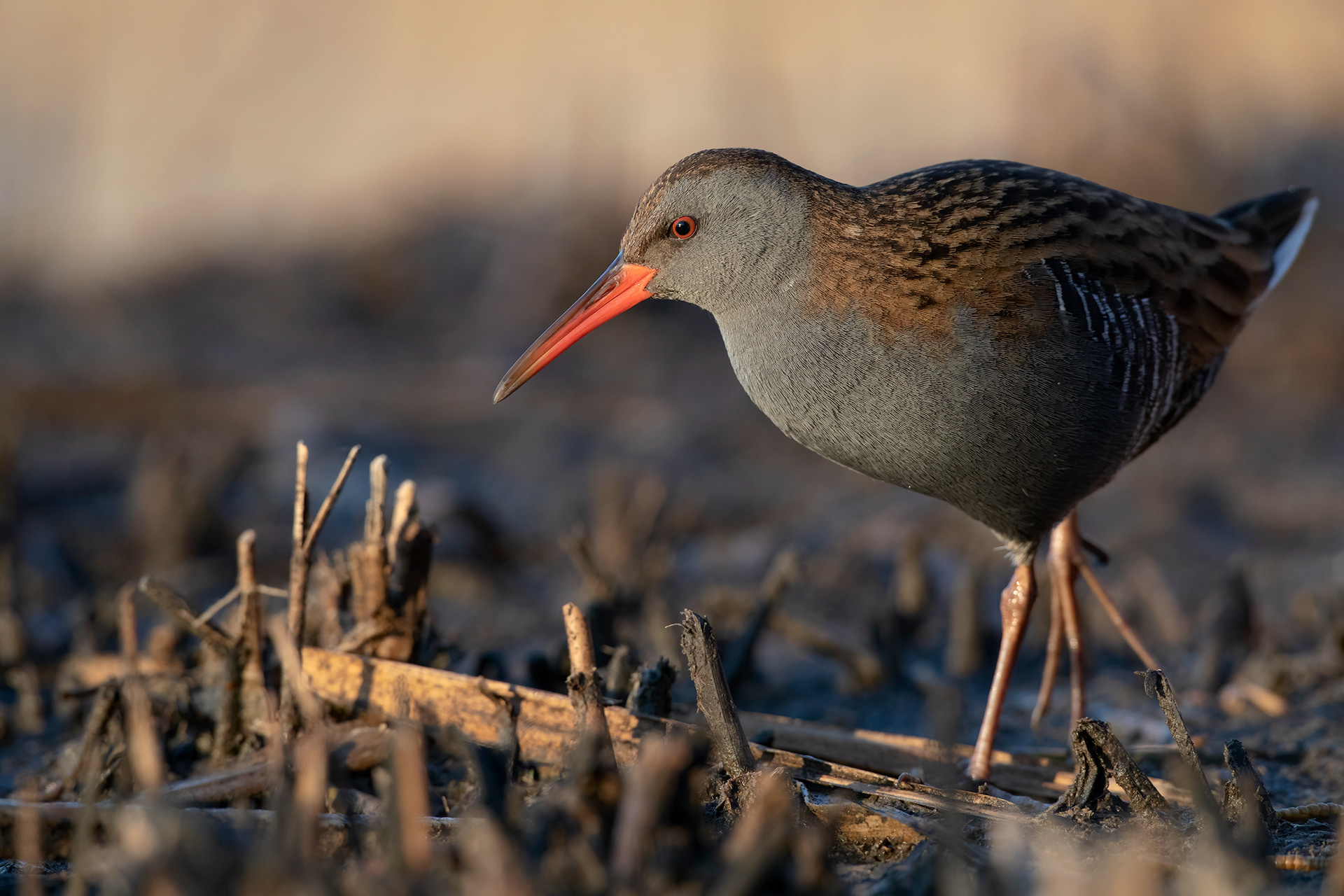 PORCIGLIONE -  Water Rail (Rallus aquaticus) - Marche