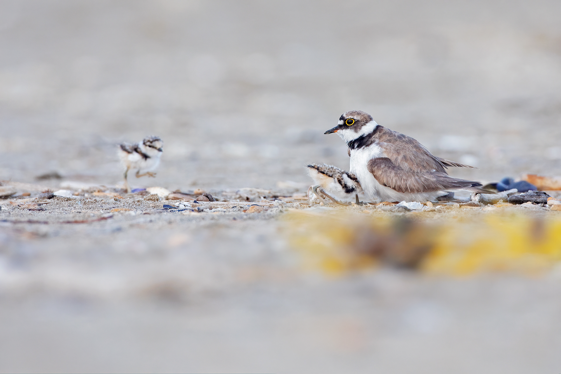 CORRIERE PICCOLO - Little Ringed Plover (Charadrius dubius) - Giulianova