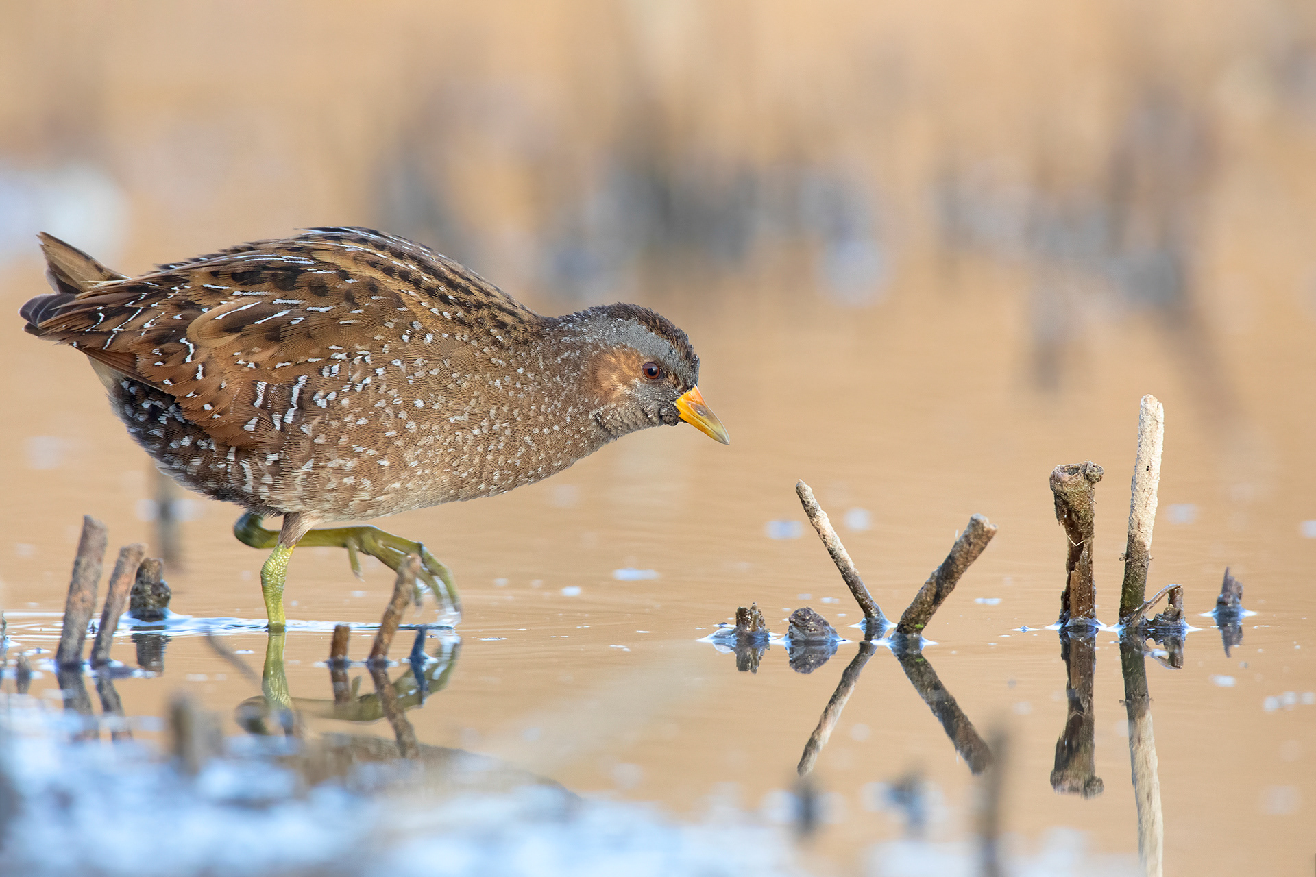 VOLTOLINO - Spotted Crake (Porzana porzana) - Marche