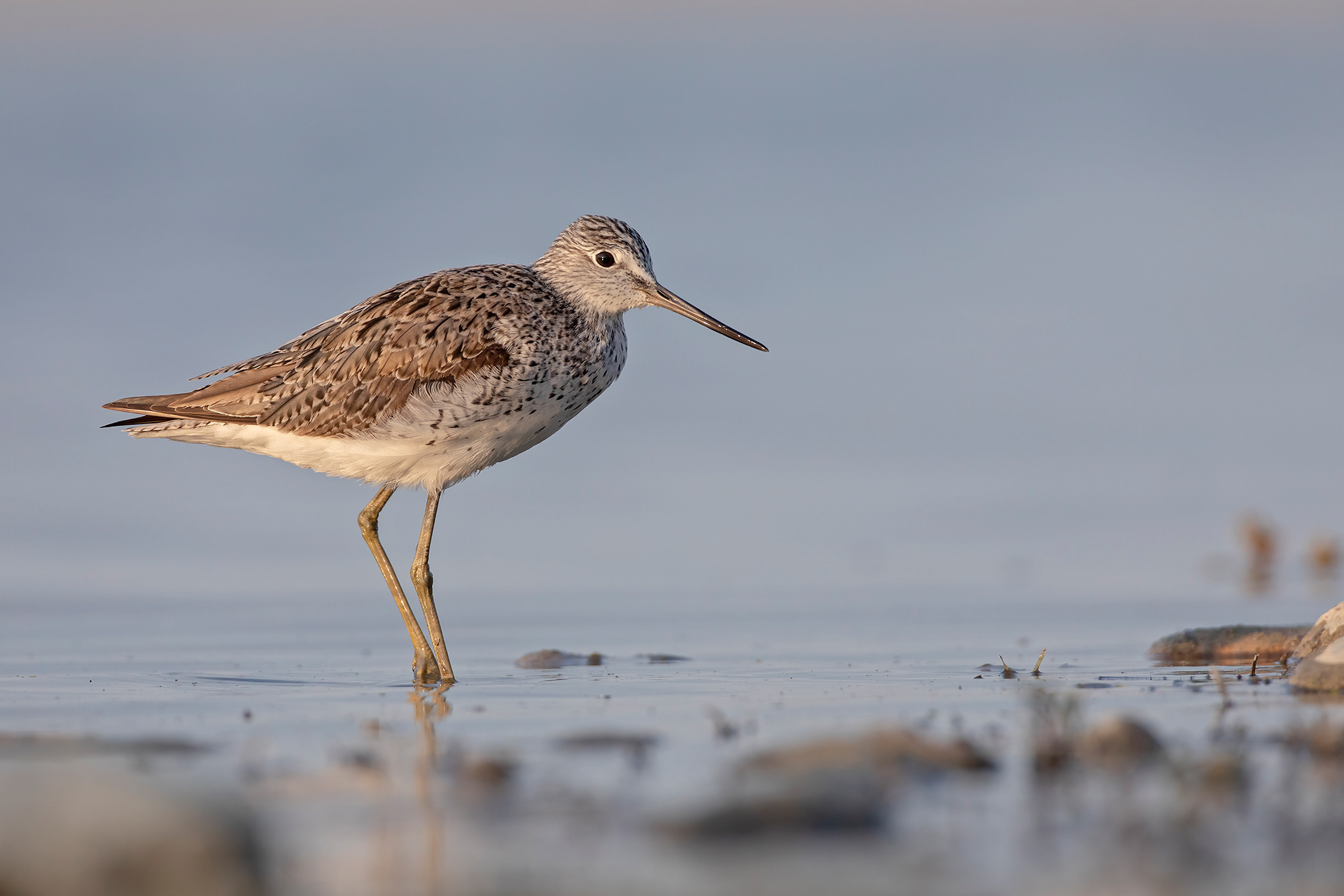 PANTANA - Greenshank (Tringa nebularia) - Abruzzo