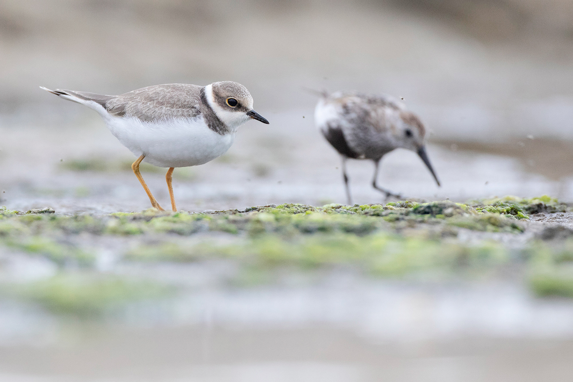 CORRIERE PICCOLO - Little Ringed Plover (Charadrius dubius) - Giulianova