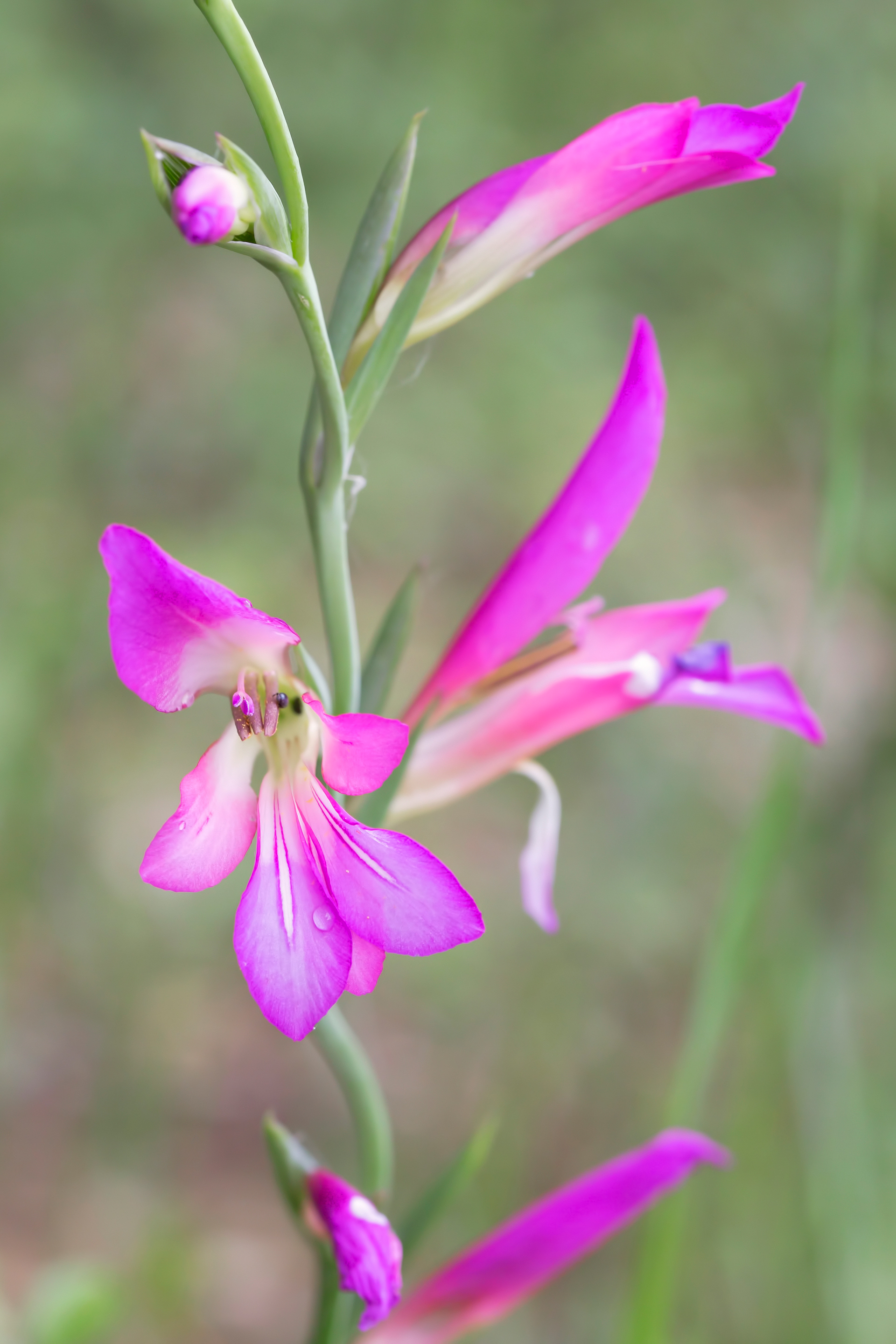GLADIOLUS ITALICUS - Gladiolo dei campi 