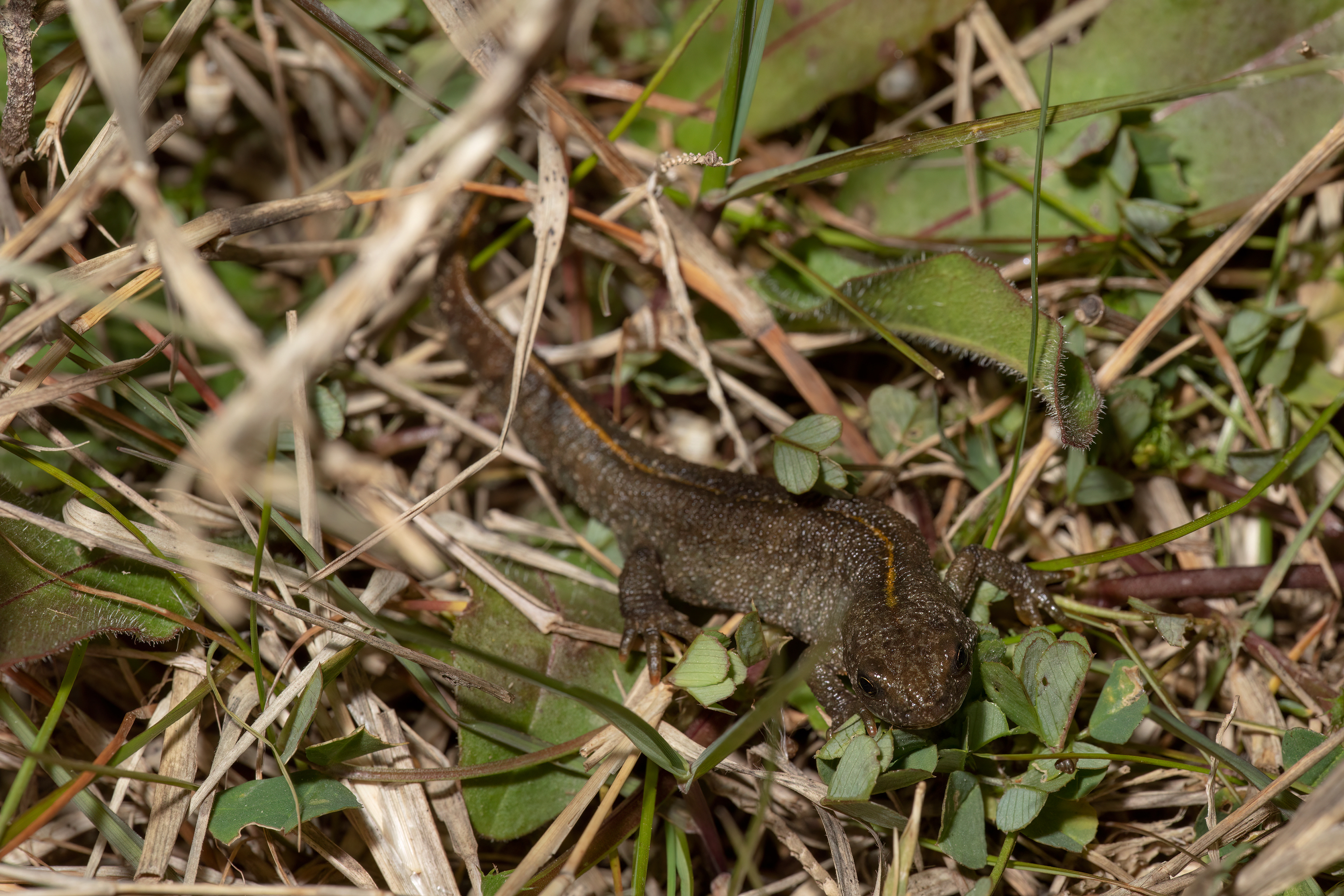 Tritone crestato (Triturus cristatus)
