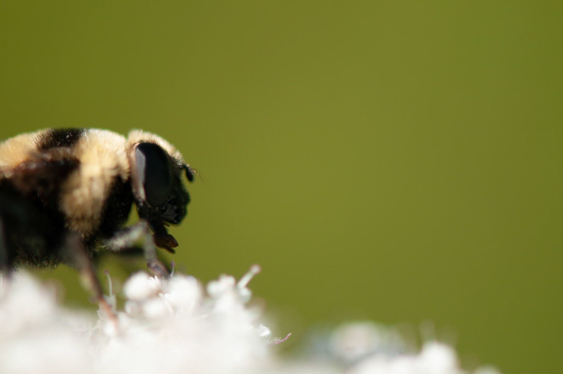 Image of a bumblebee on a white flower with nice out-of-focus green background.