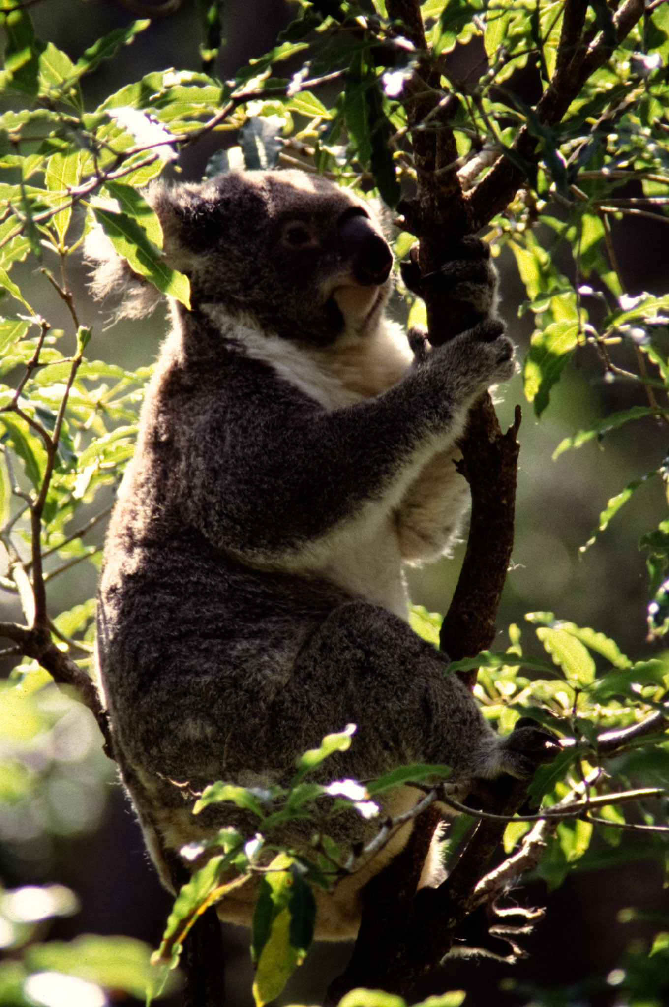 Koala in tree