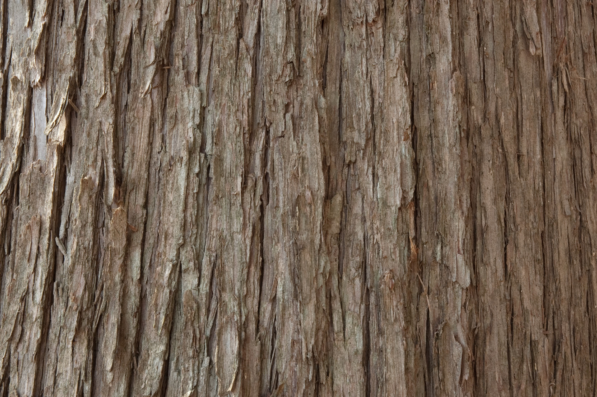 Closeup of the bark of a cedar tree.