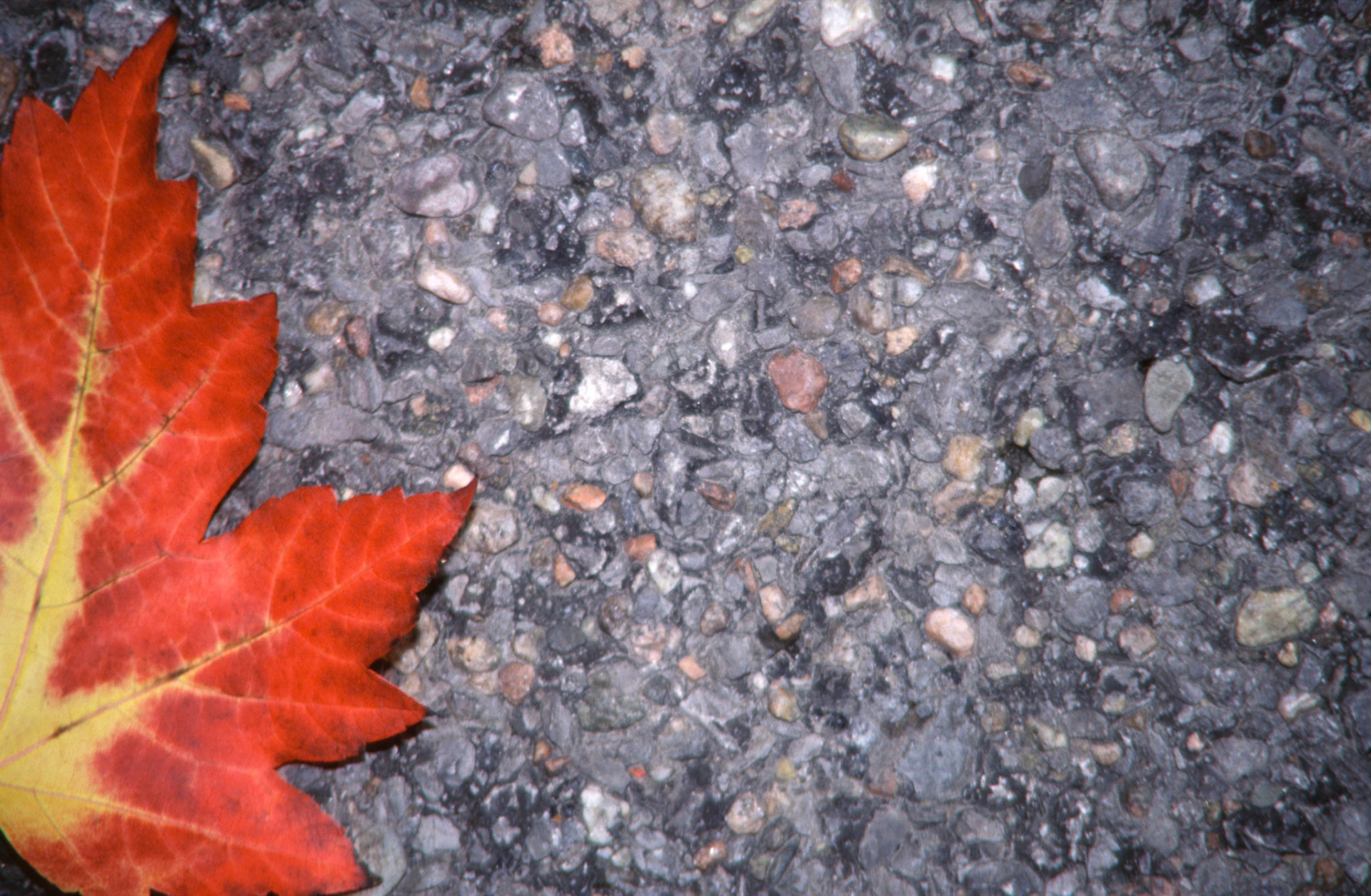 Image of a maple leaf fallen on asphalt. Illustrate contrast between nature and civilization.