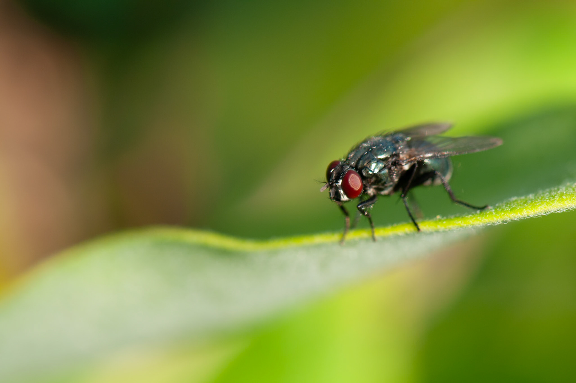 Close-up of a fly with red eyes on a green leaf.