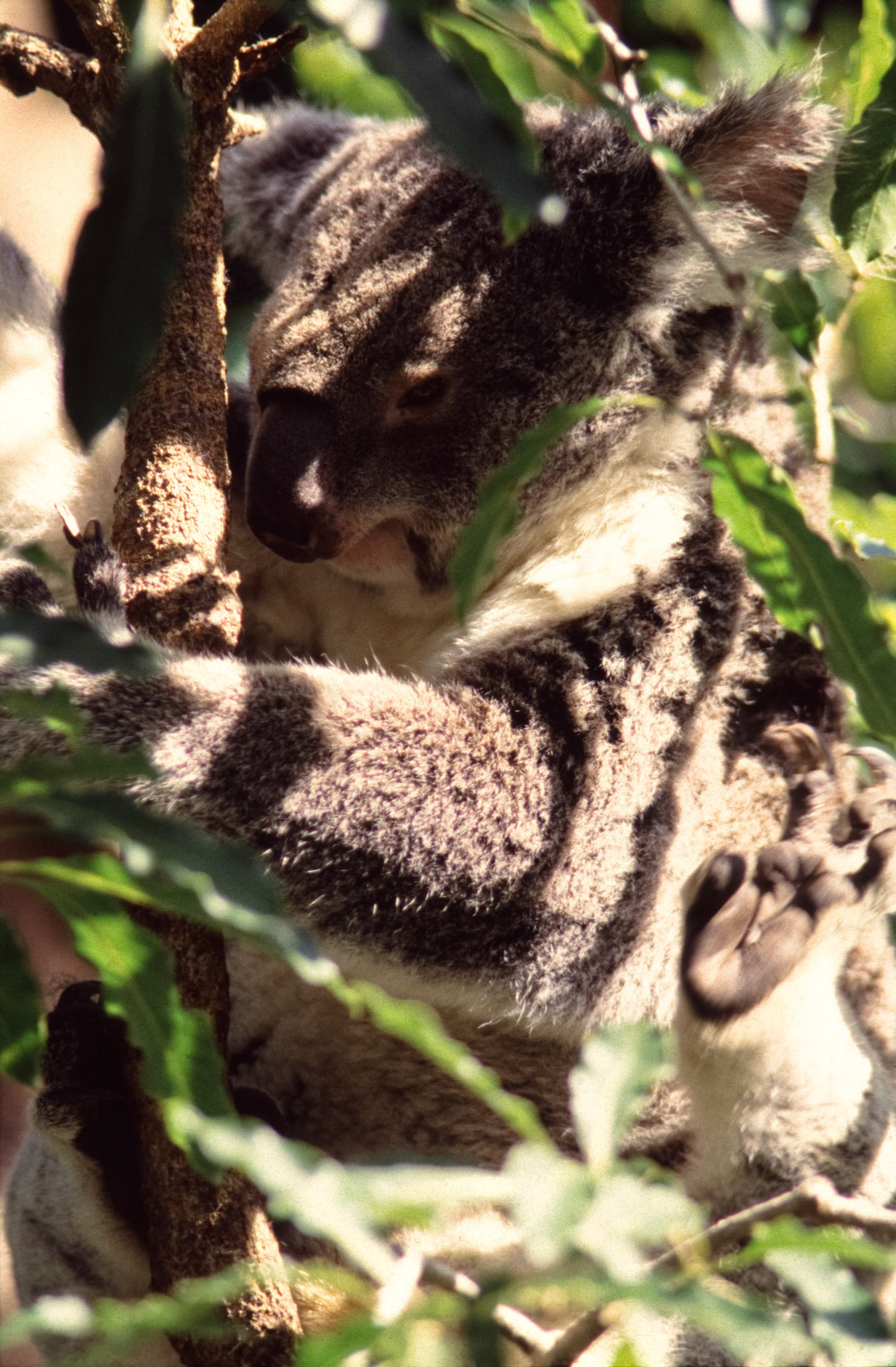 Koala standing in tree and scratching