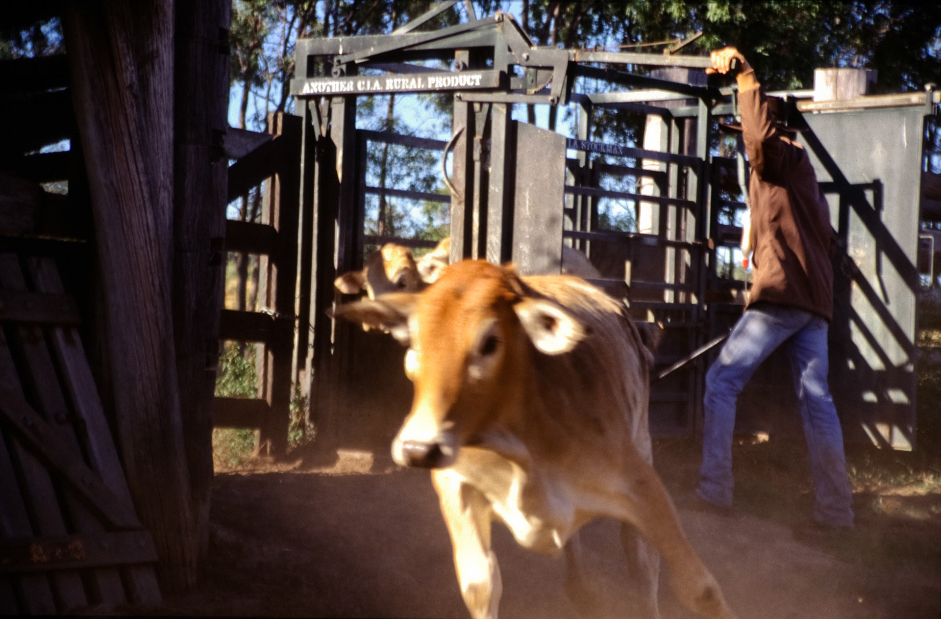Young cattle exiting gate