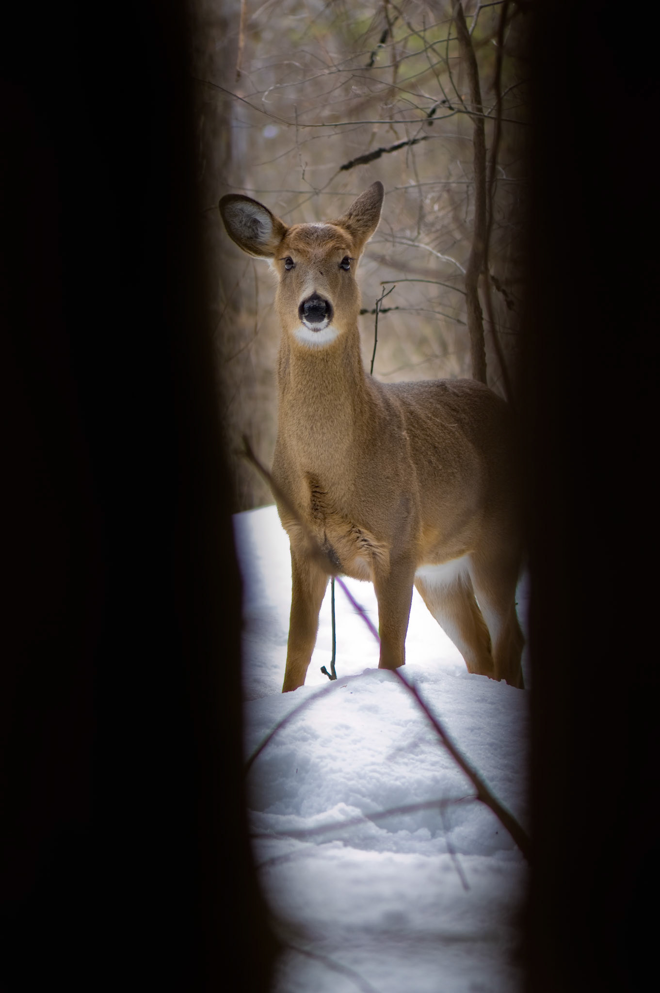Female whitetail deer peeking through trees and standing in the snow. Image taken in Ottawa, Canada.