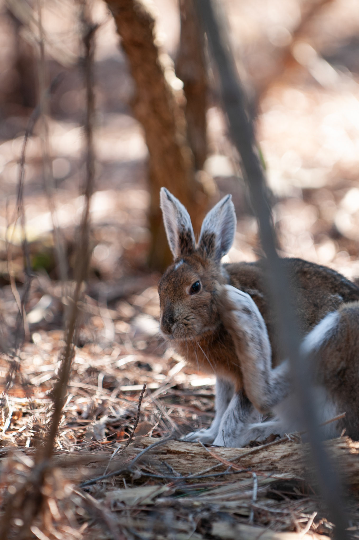 Showshoe Hare in the woods.