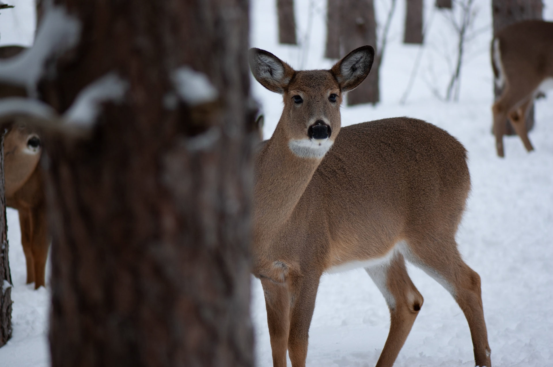 Female whitetail deer standing in the snow and peeking from behind a tree. Image taken in Ottawa, Canada.
