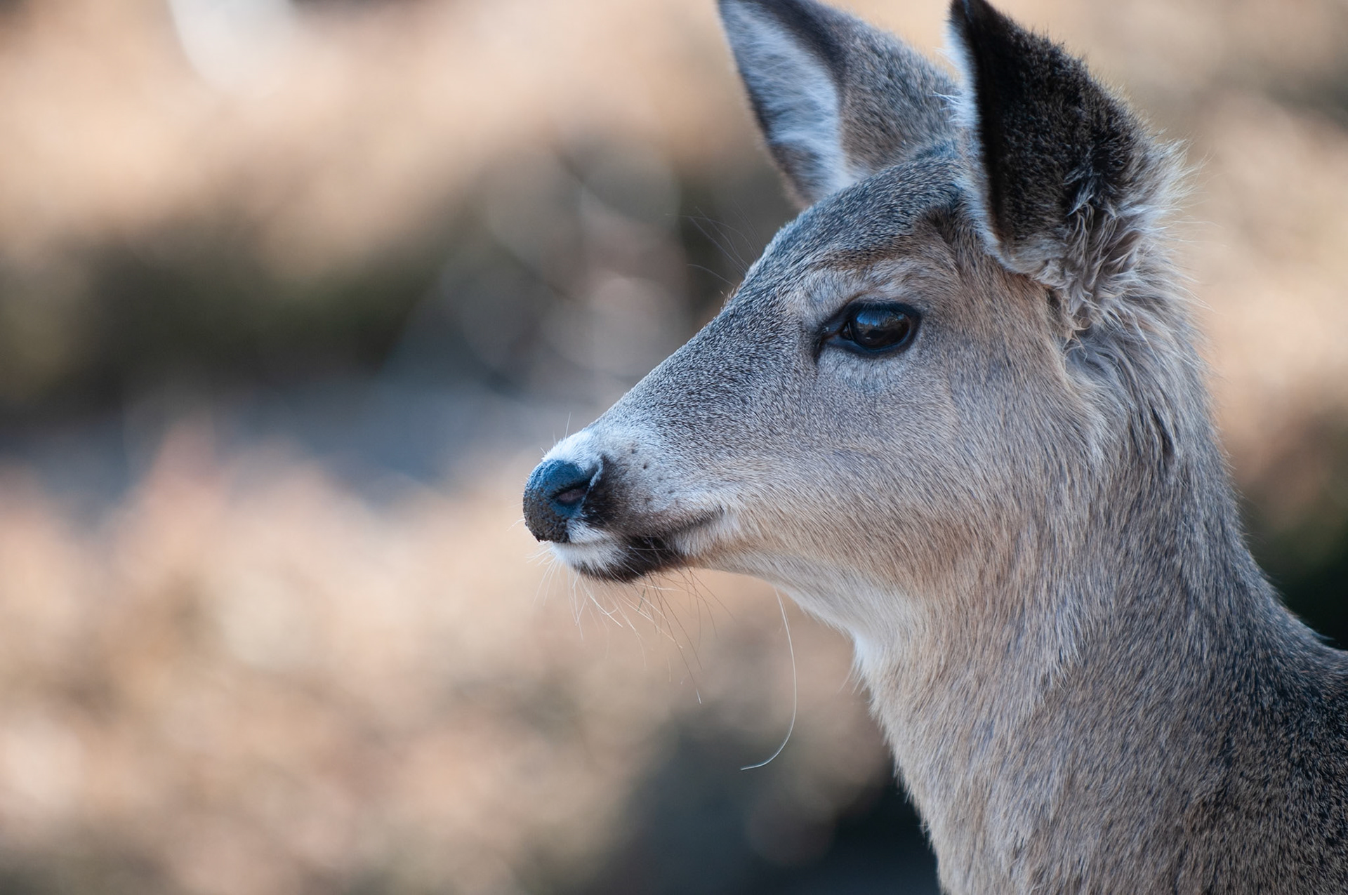 Headshot of a female white-tailed deer (Odocoileus virginianus) taken in Ottawa, Canada, in early spring.