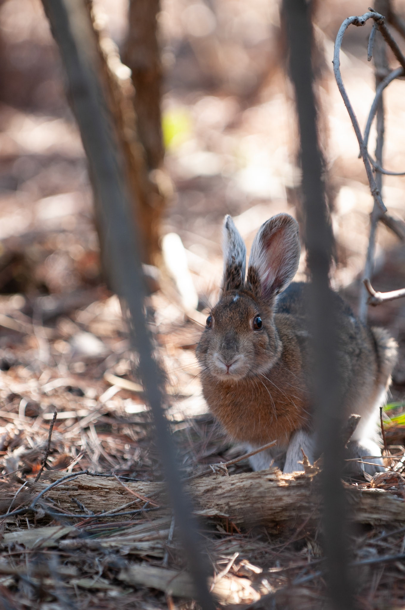 Showshoe Hare in the woods.
