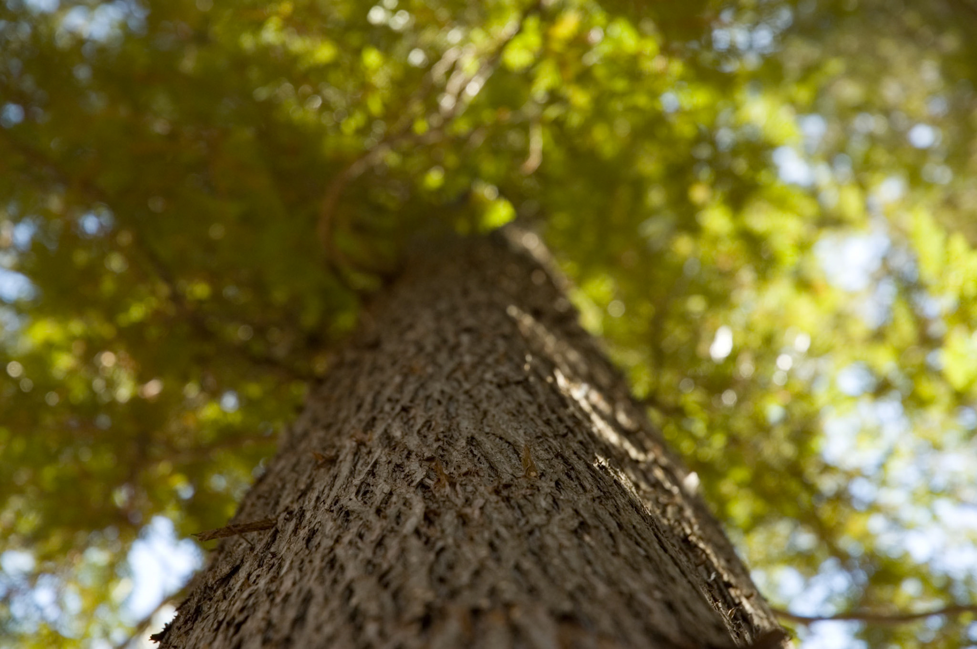 Looking up neer a tree trunk.