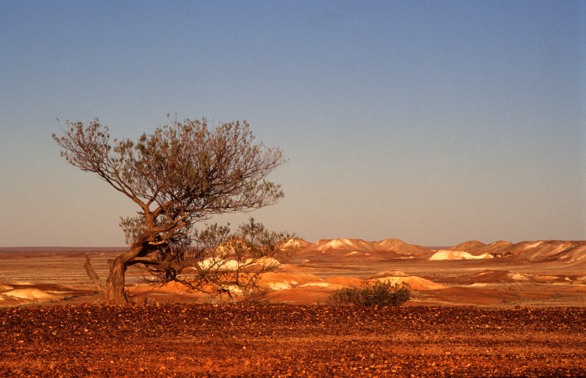 Desert Bonsai