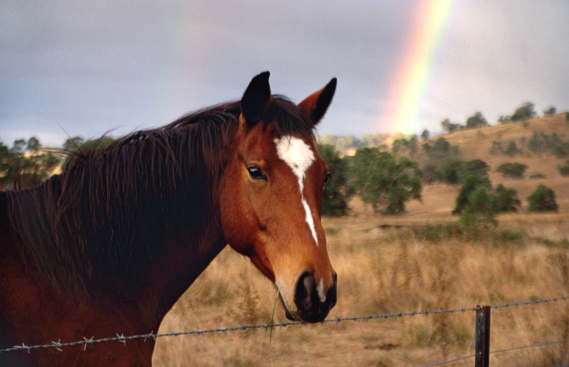 Horse and Rainbows
