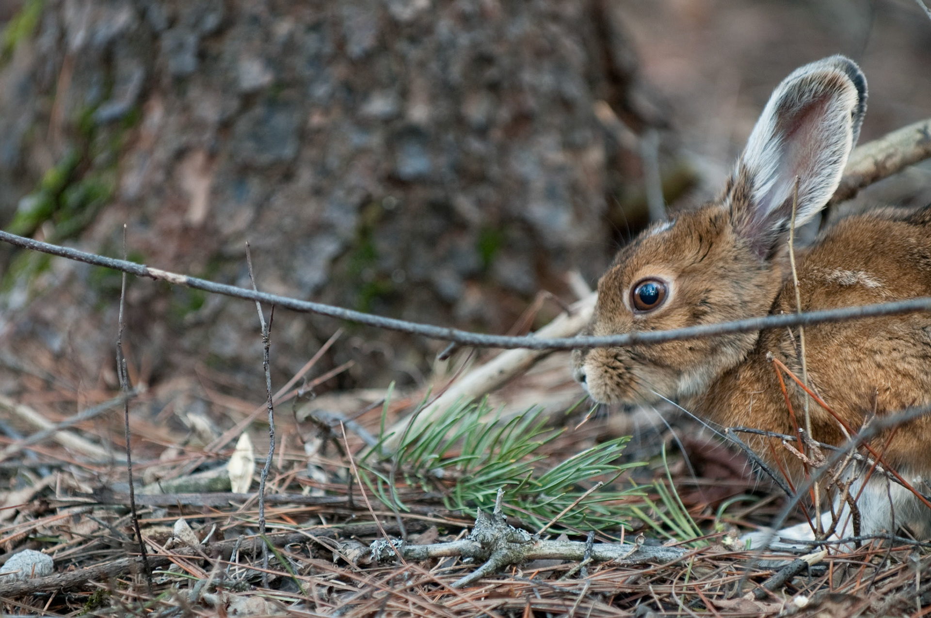 Showshoe Hare in the woods.