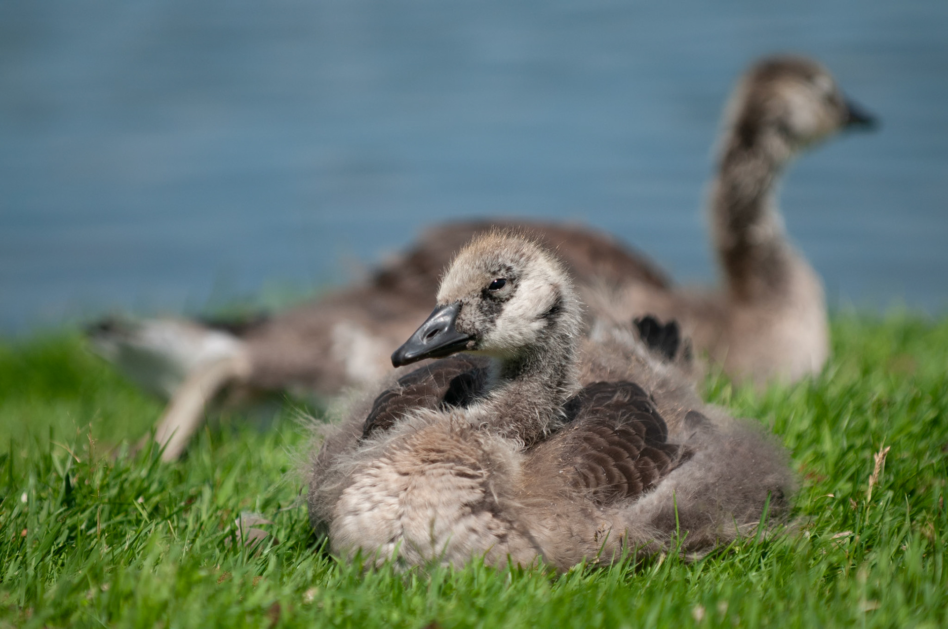 Baby canada goose (gosling) resting in grass near water.
