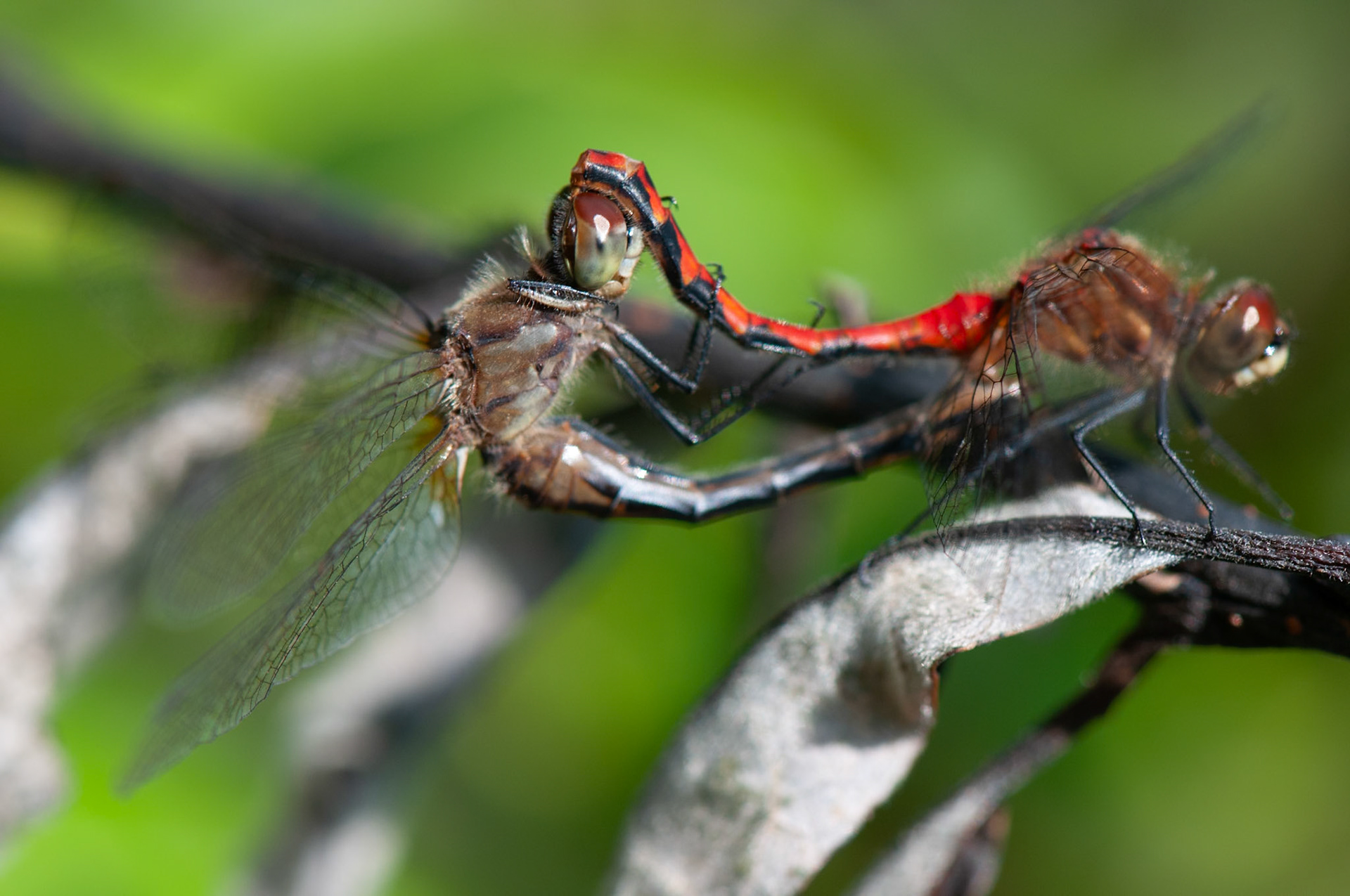 Couple of dragonflies working through the reproduction cycle.