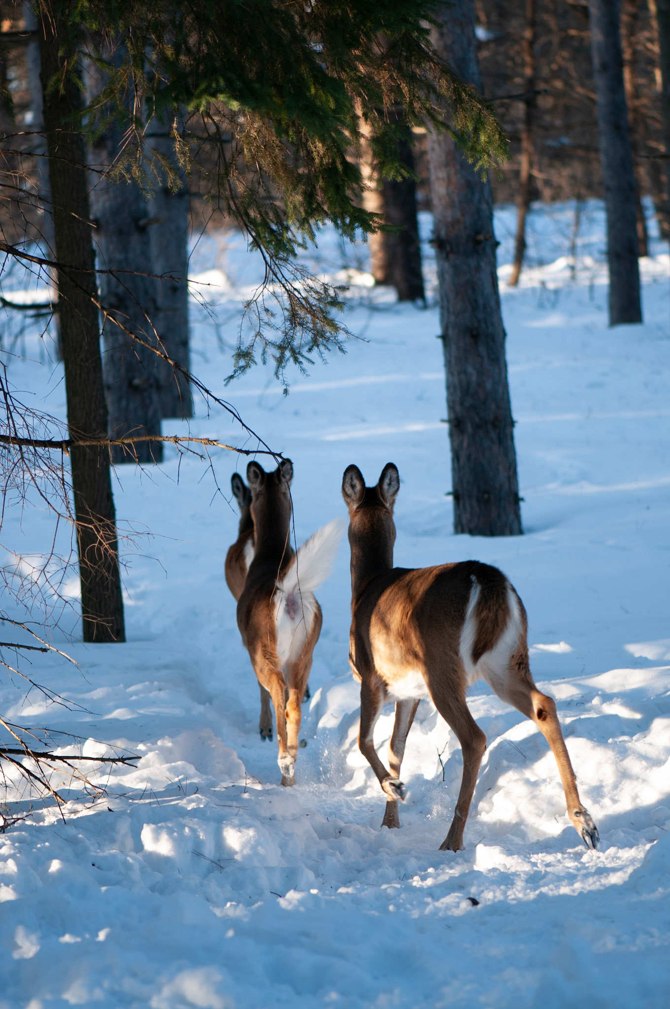 Three female whitetail deers running away from the camera. Image taken in winter in Ottawa, Canada.