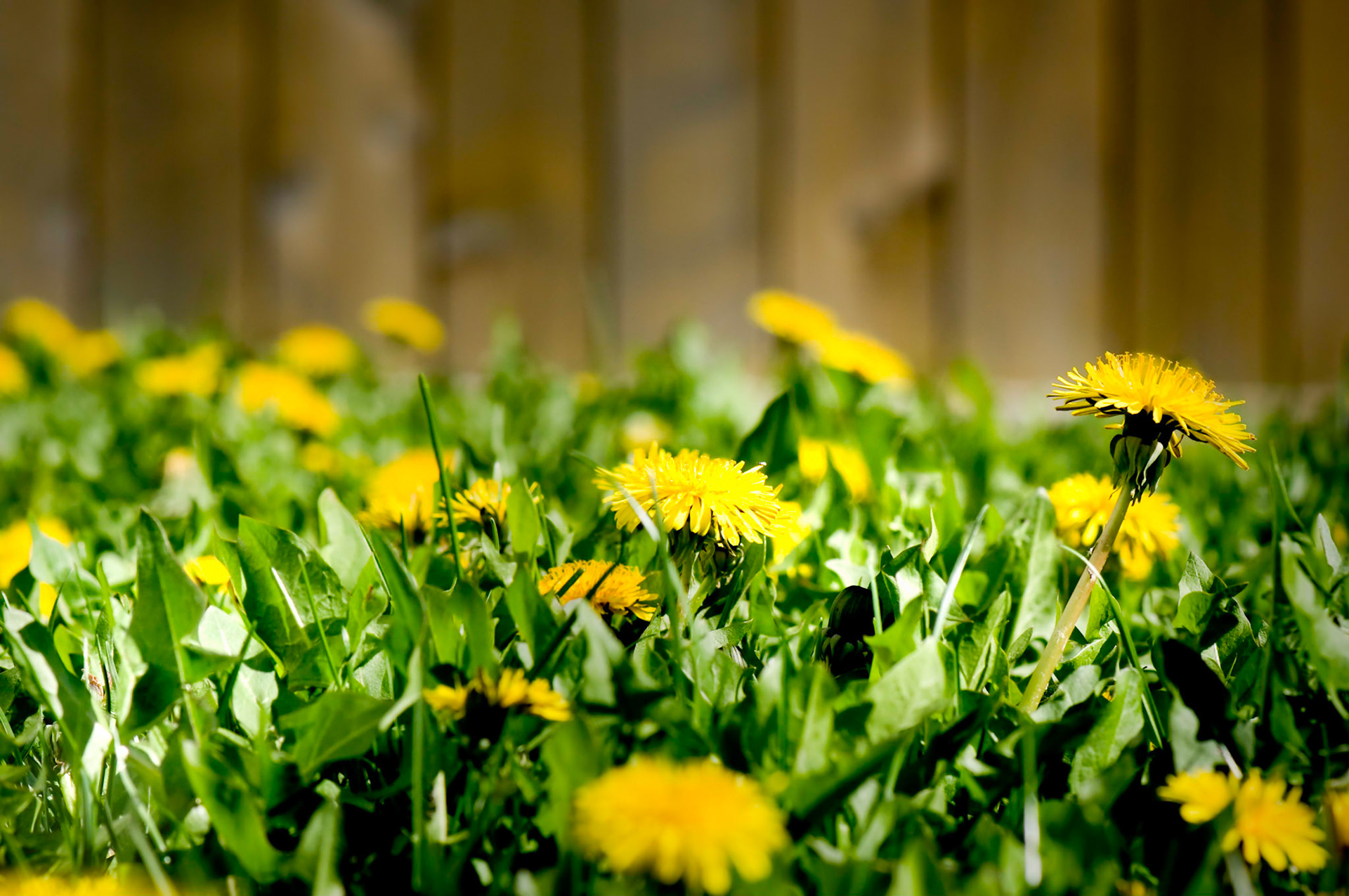 Nightmarish view of a dandelion invasion in a backyard.