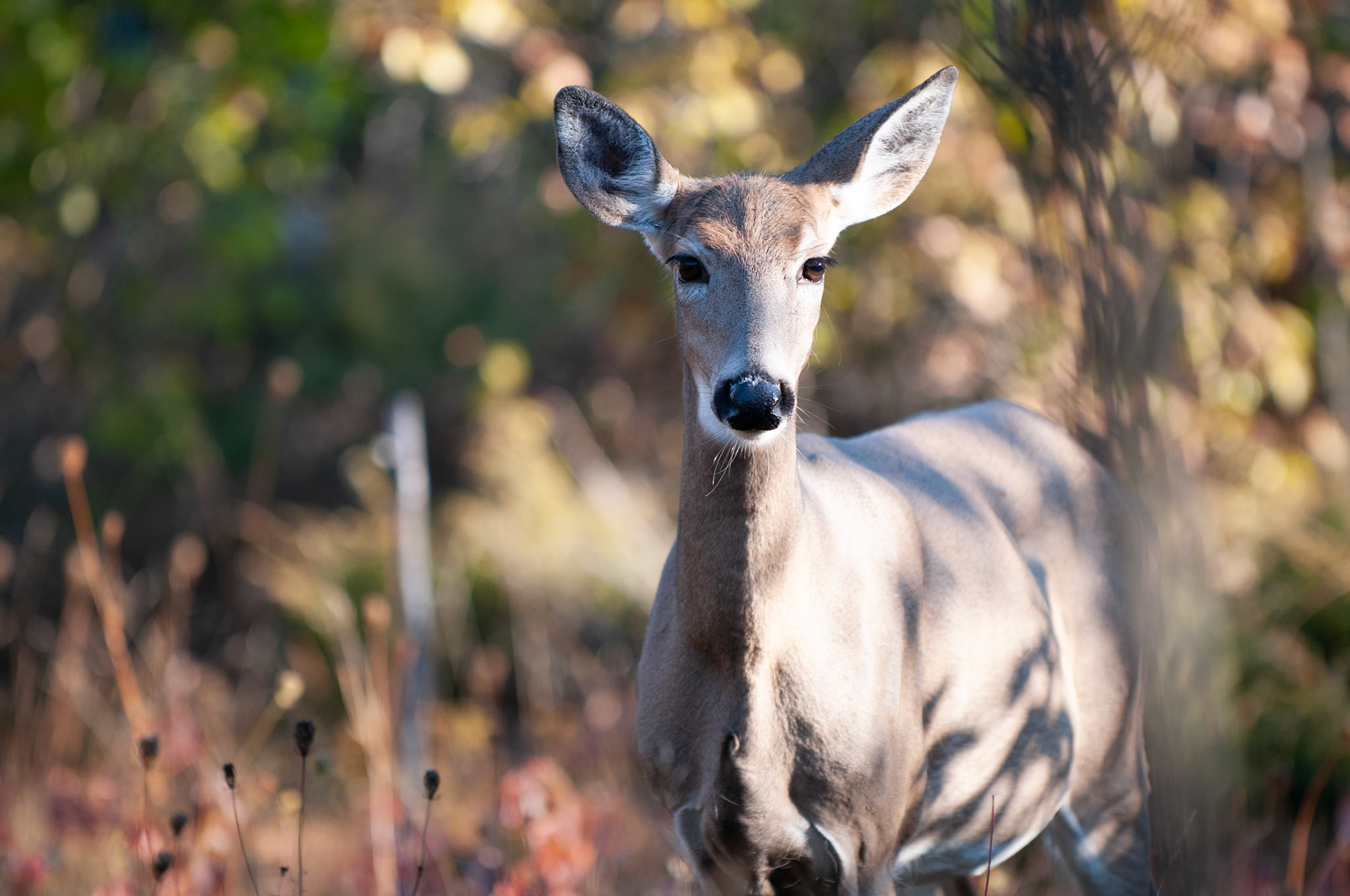 Female whitetail deer staring at the camera. Image taken in the fall, in Ottawa, Canada.