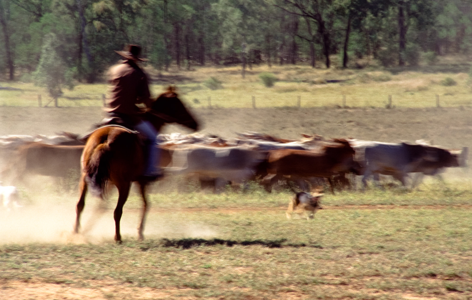 Stockman mustering cattles