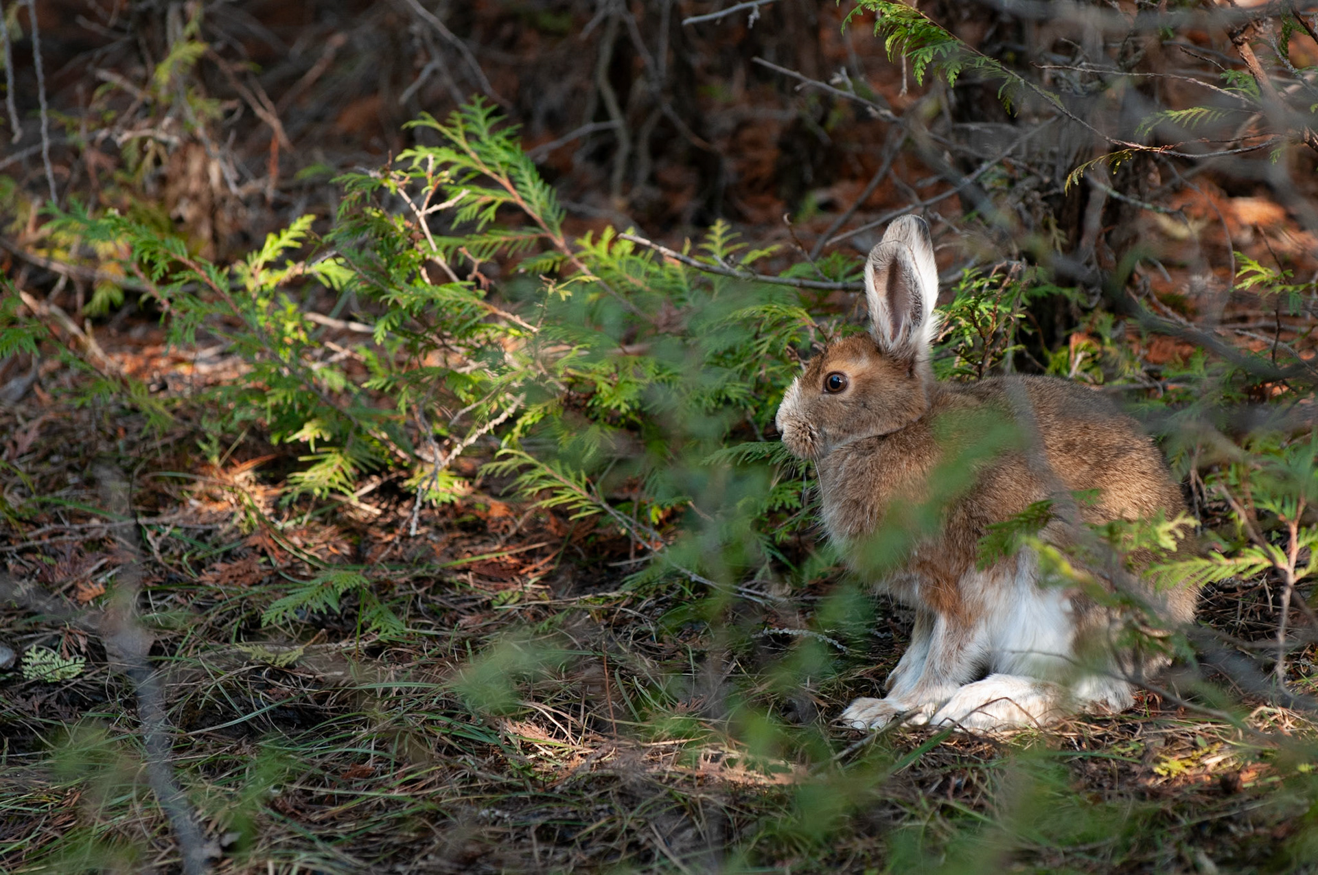 Showshoe Hare in the woods.
