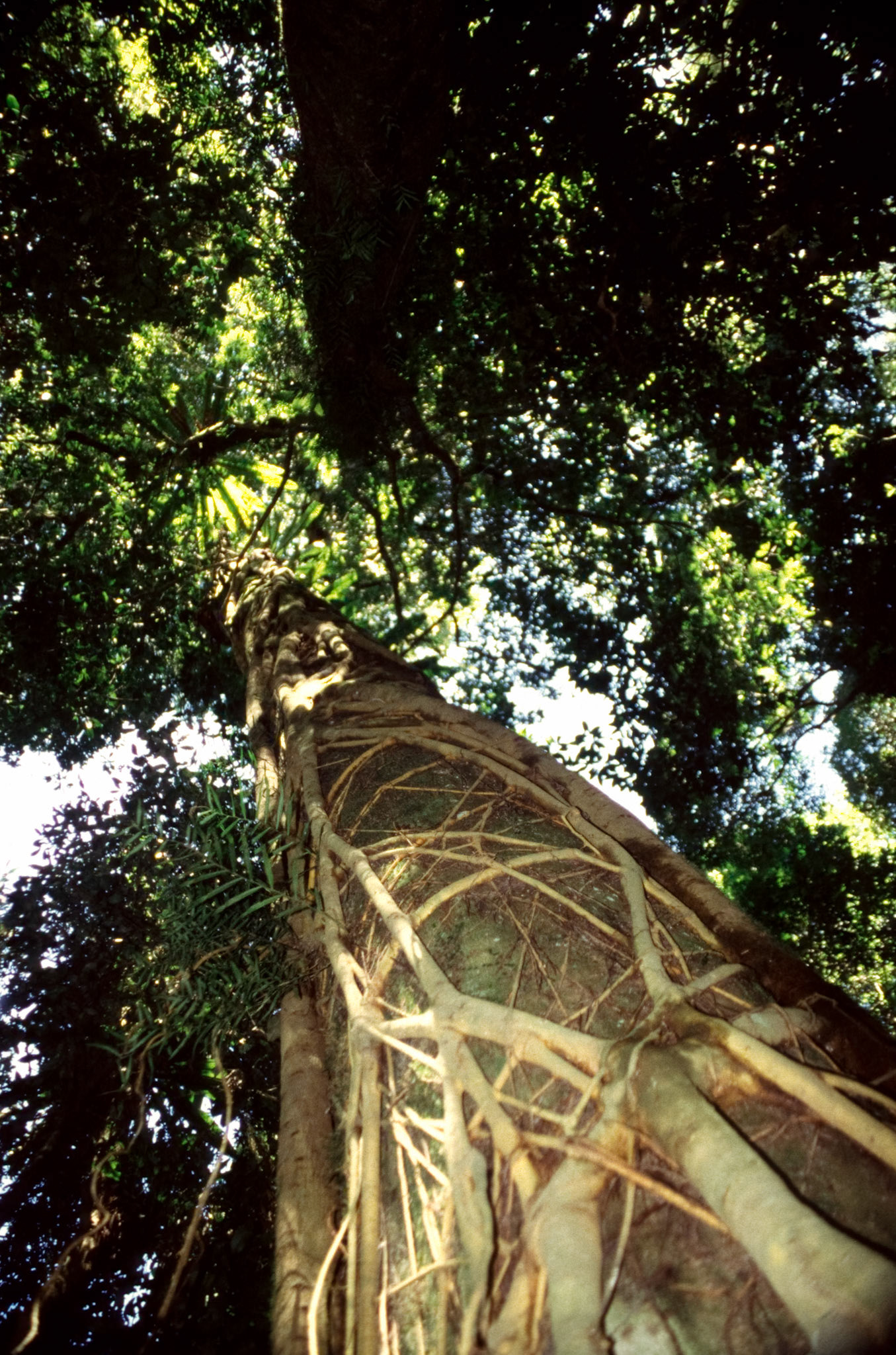 Image of fig trees in the australian rainforest.
