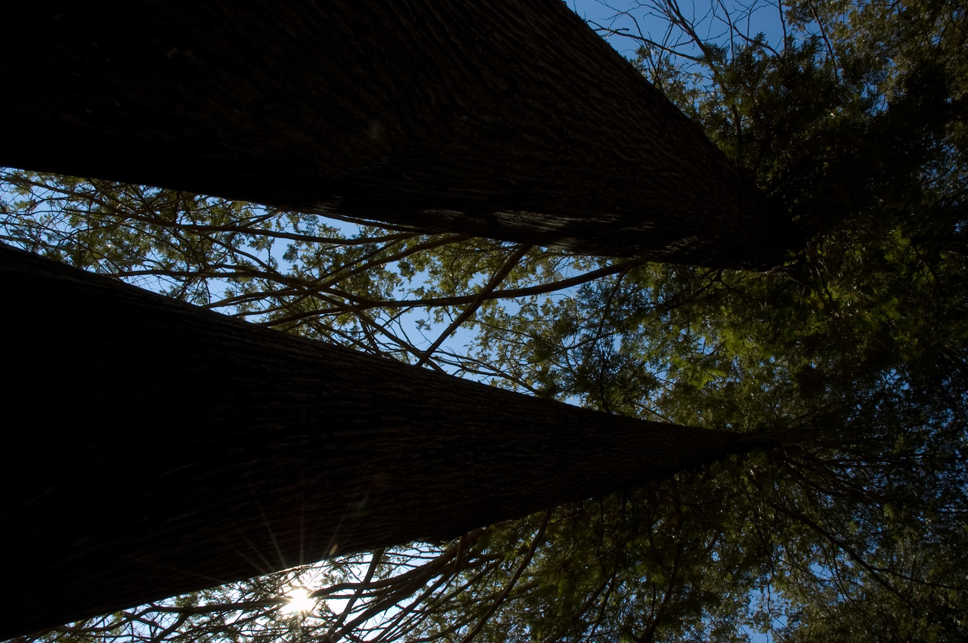 Cedar trees from the ground