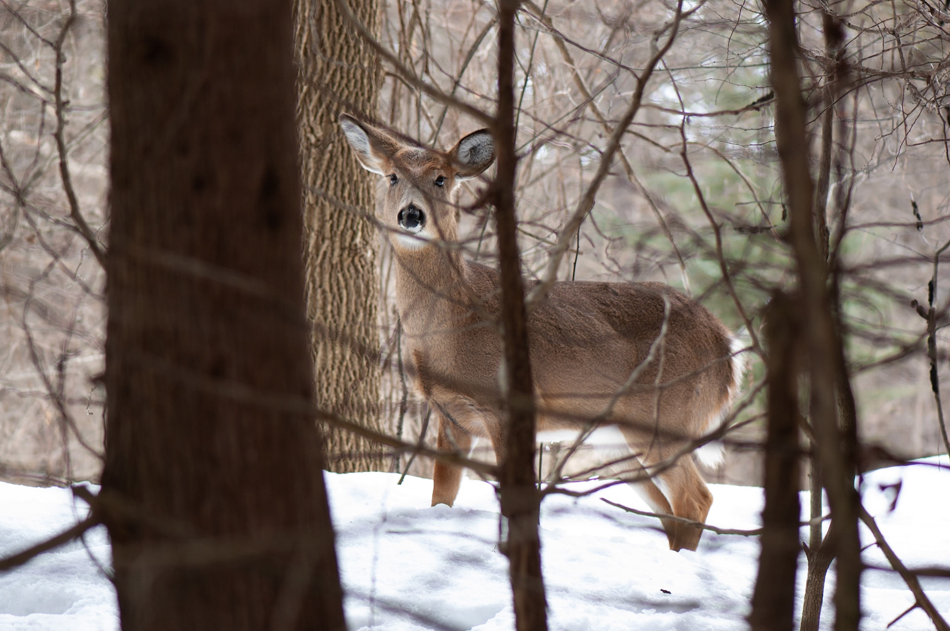 Female whitetail deer standing in the snow. Image taken in Ottawa, Canada.
