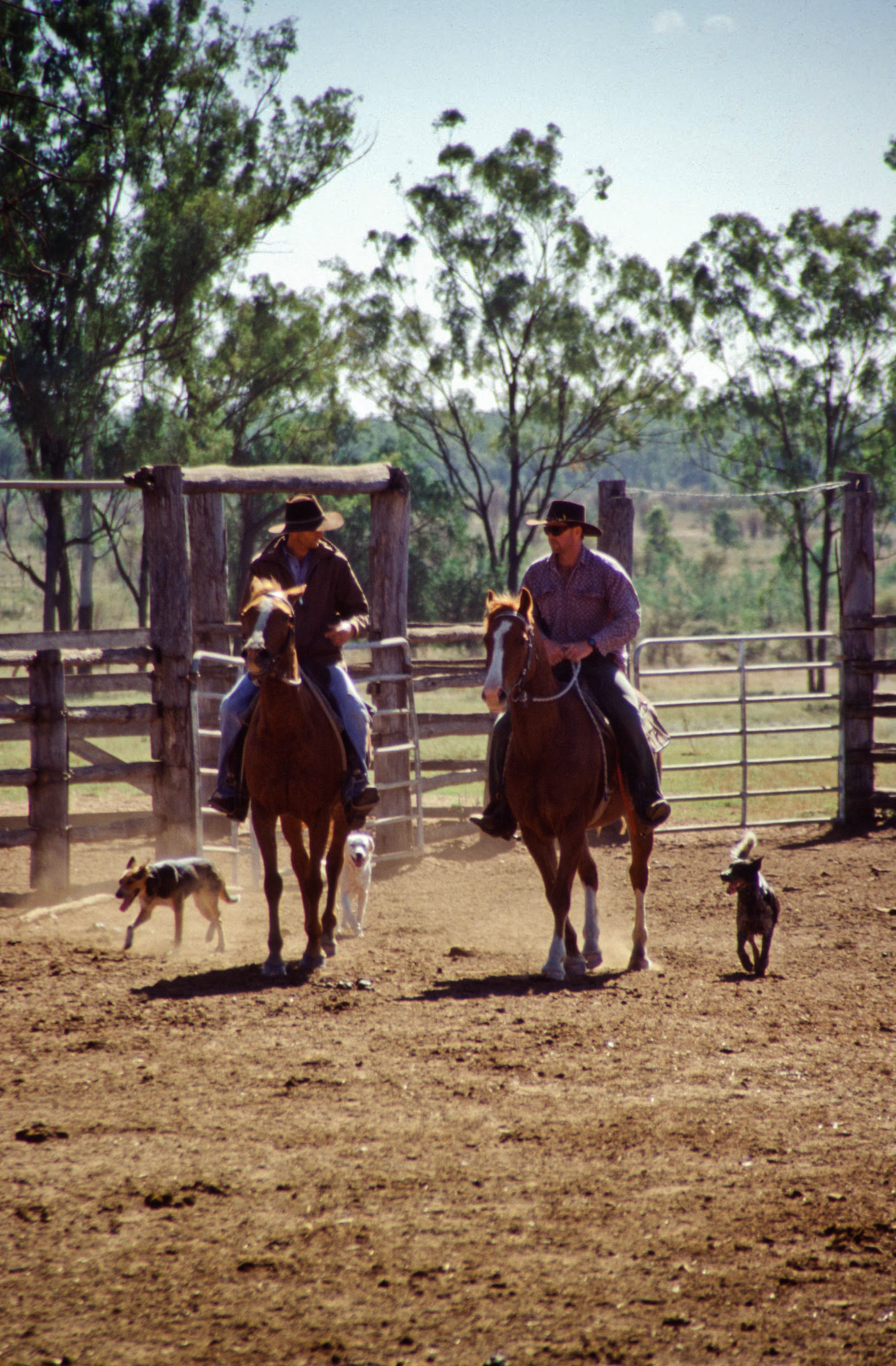 Stockmen on horses with dogs, preparing to muster cattles