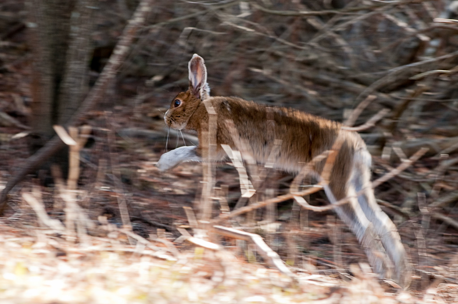 Snowshoe hare jumping while running away.
